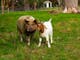 George the very large pig with brown and white goat in the paddock at Flowerdale Estate