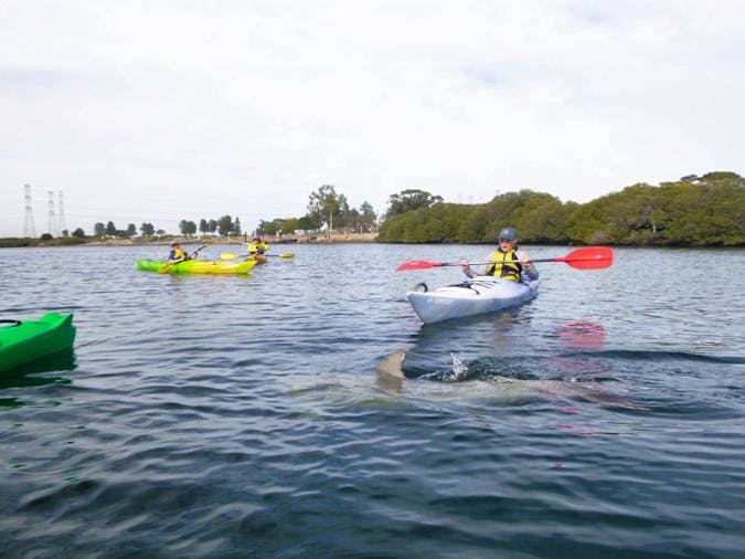Little Bunyips Dolphin Sanctuary Kayaking Adventure