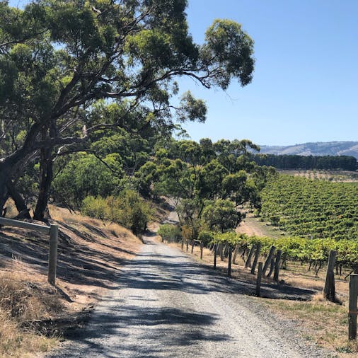 Mc Laren Vale to 1915 through the eye of Edmond Mazure creator of the Australian sparkling Shiraz