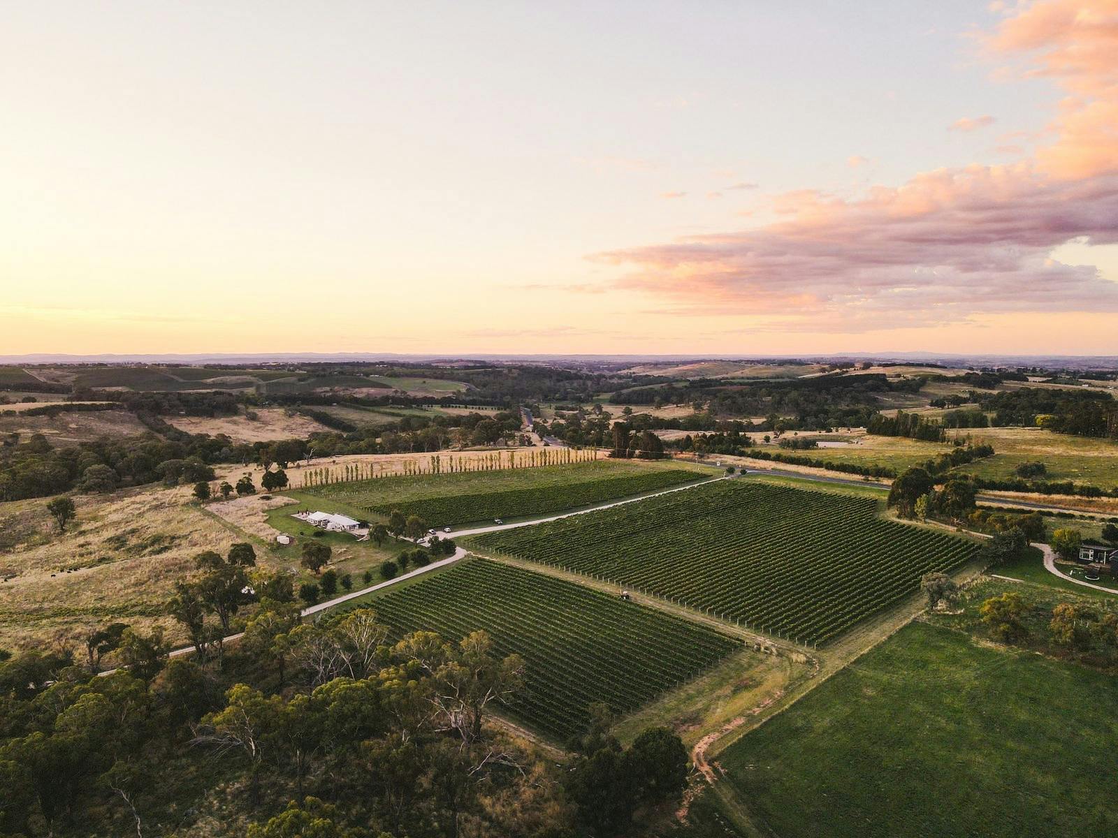 Swinging Bridge Hill Park vineyard aerial