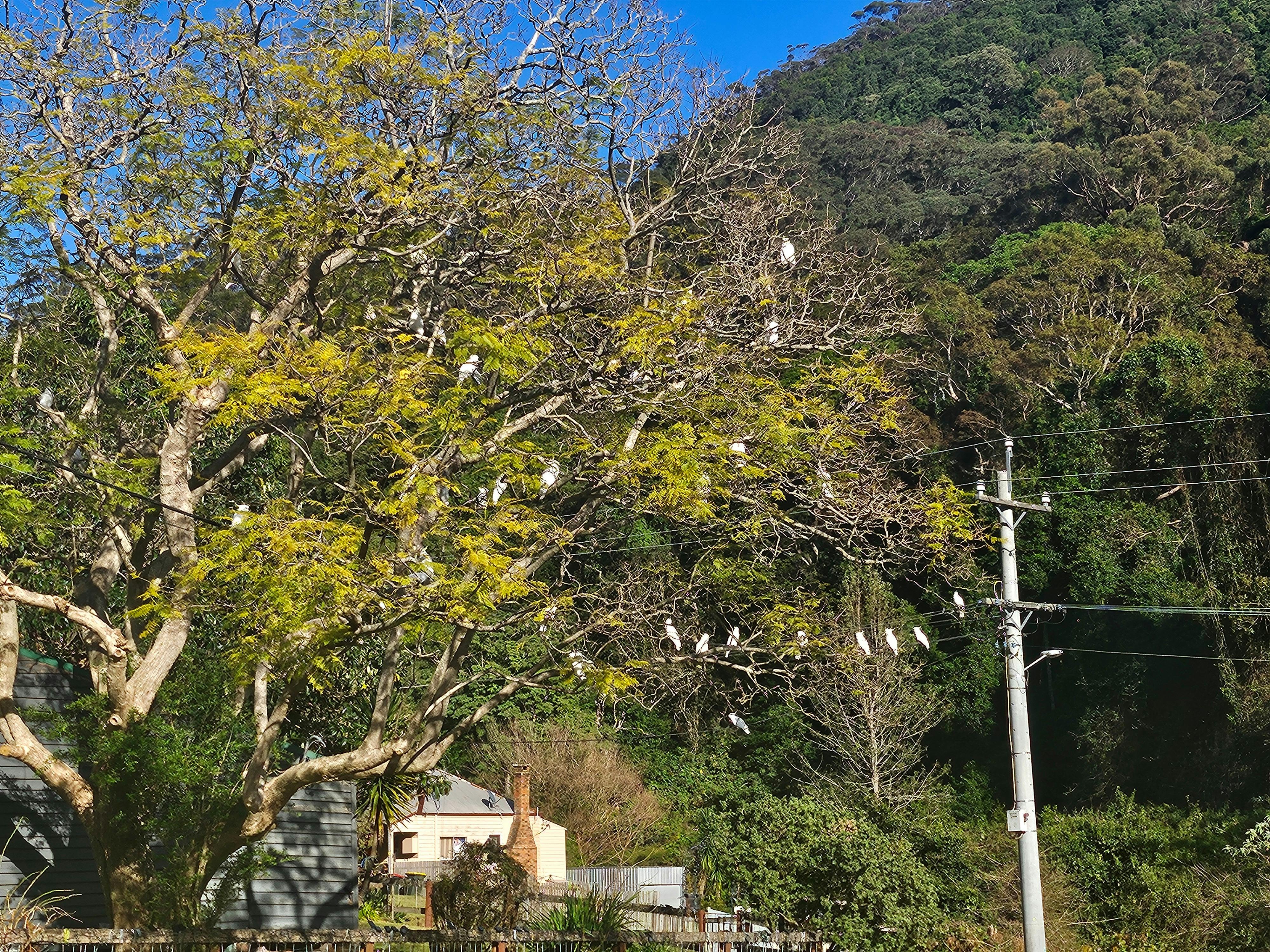 Kembla Heights Bowlo