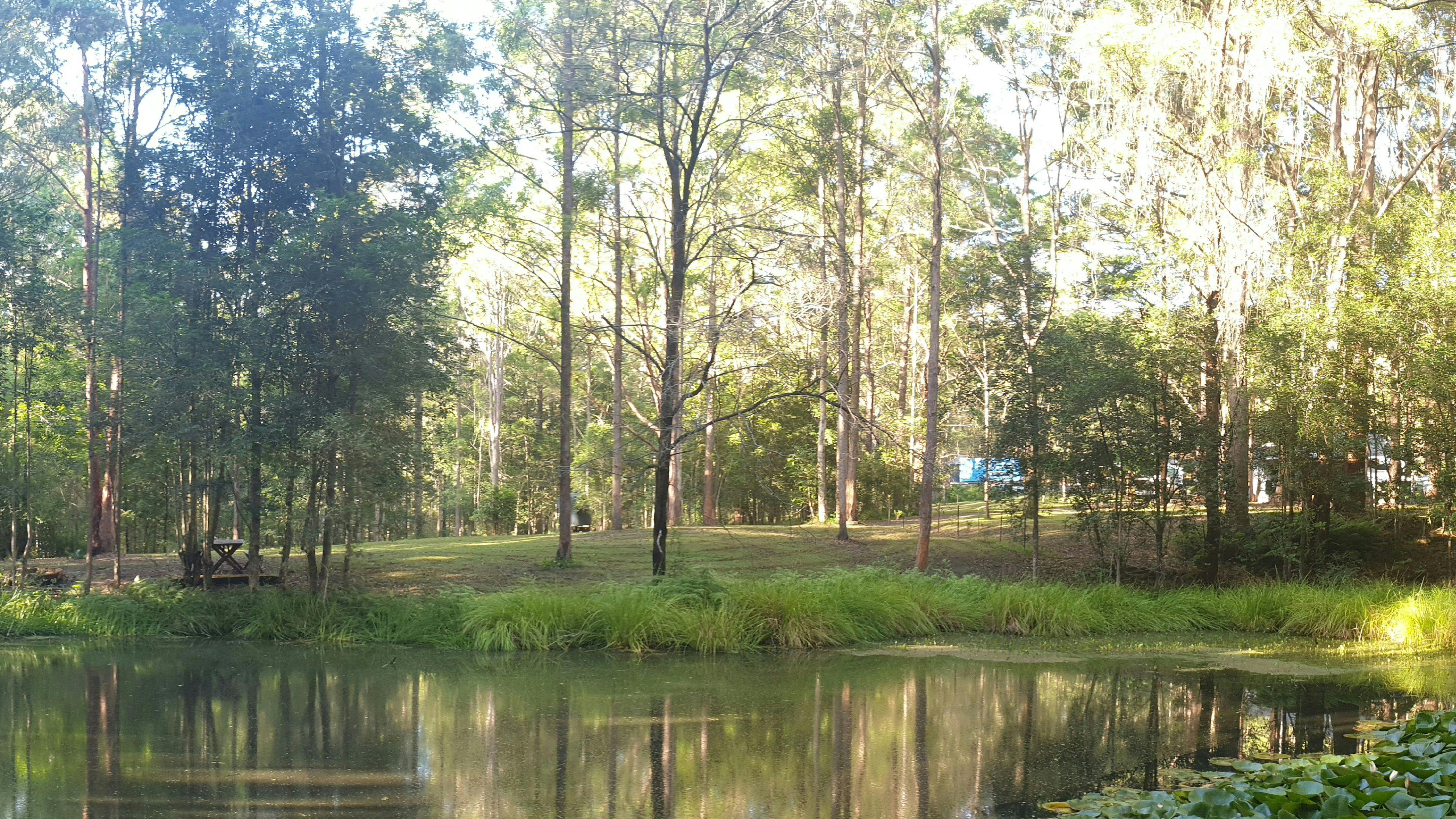 Fern Gully