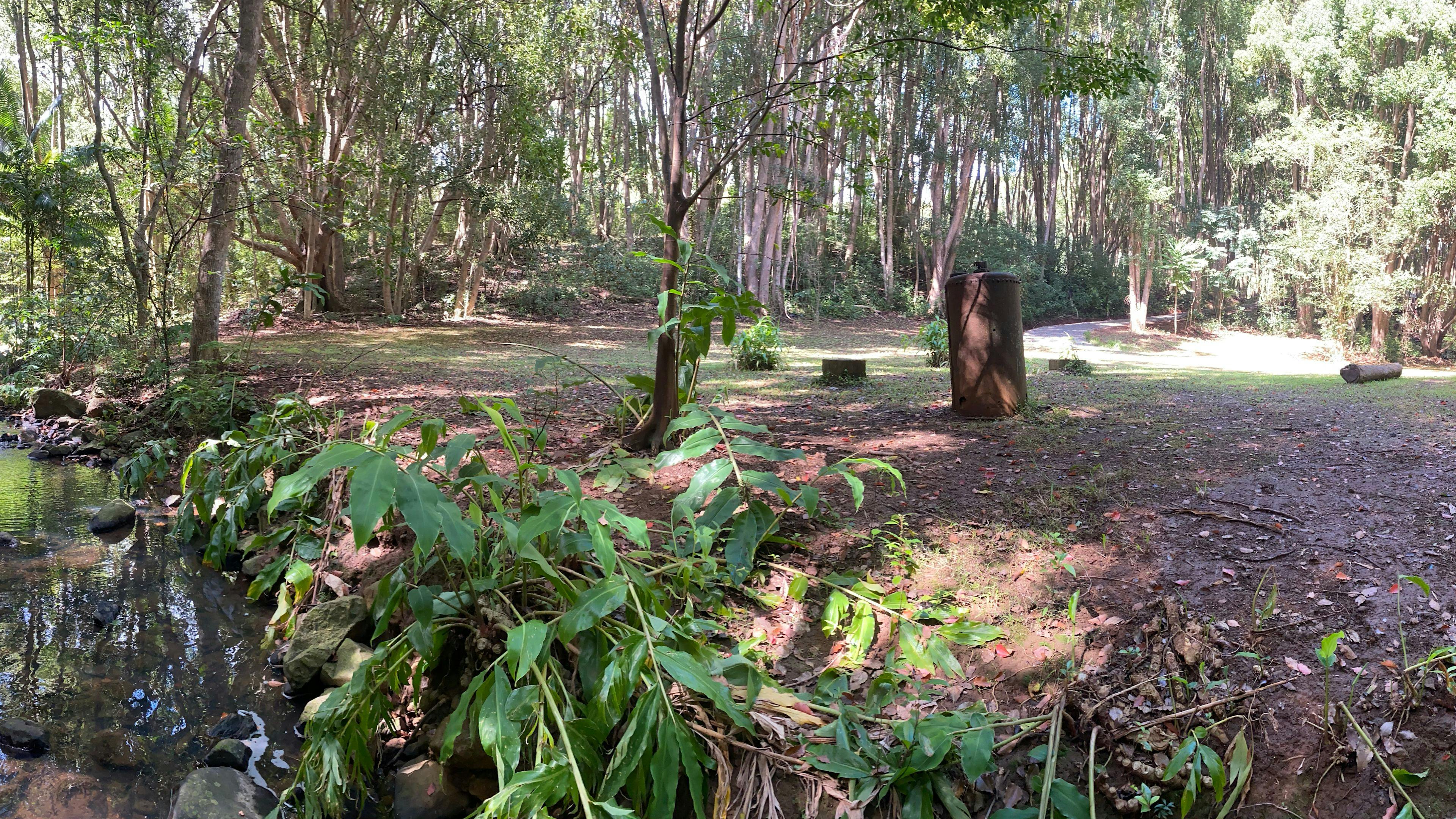 Fern gully Creek, Coorabell