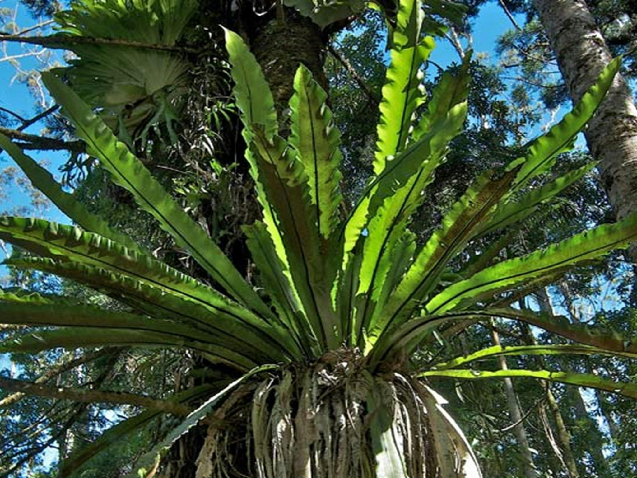 Fern, Nightcap National Park. Photo: John Spencer