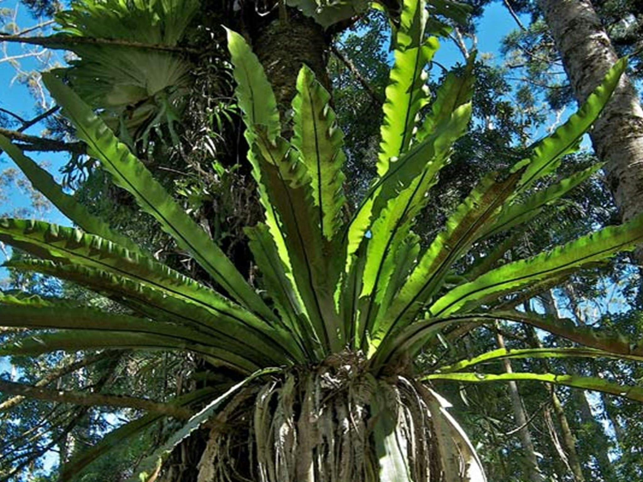 Fern, Nightcap National Park. Photo: John Spencer