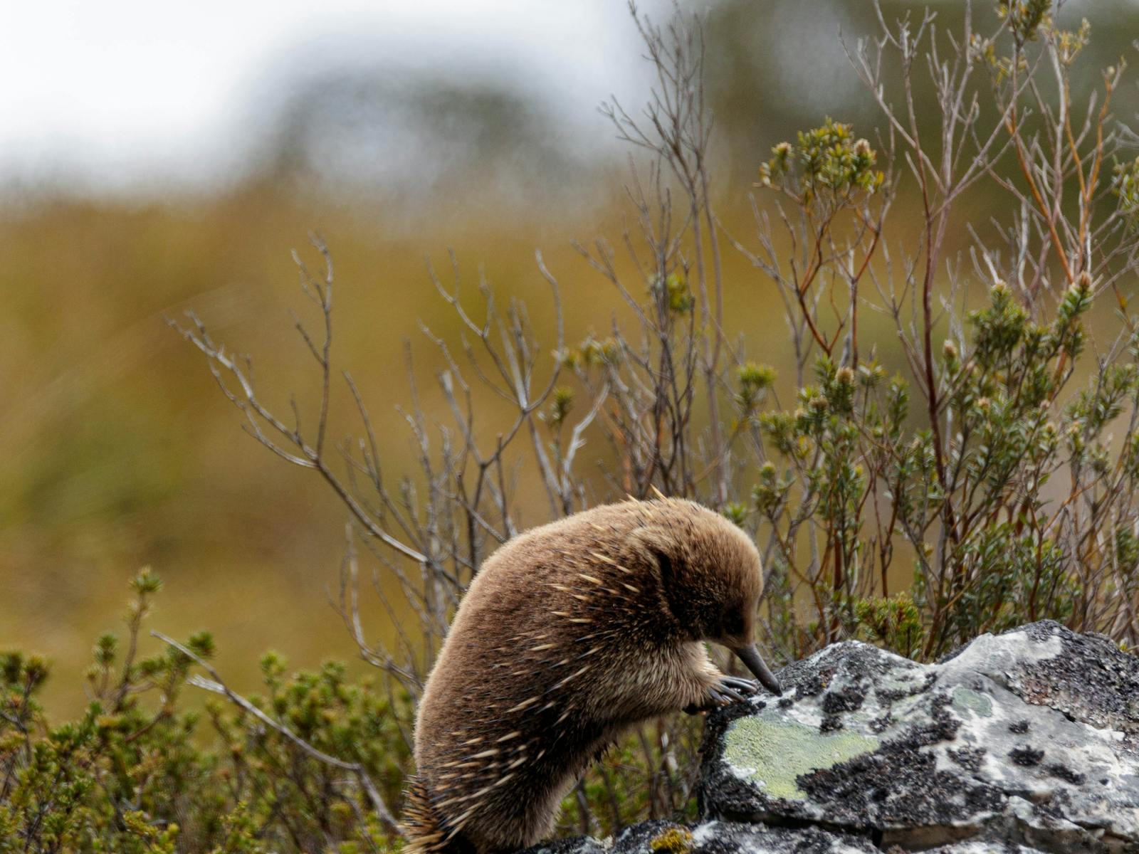 Echidna