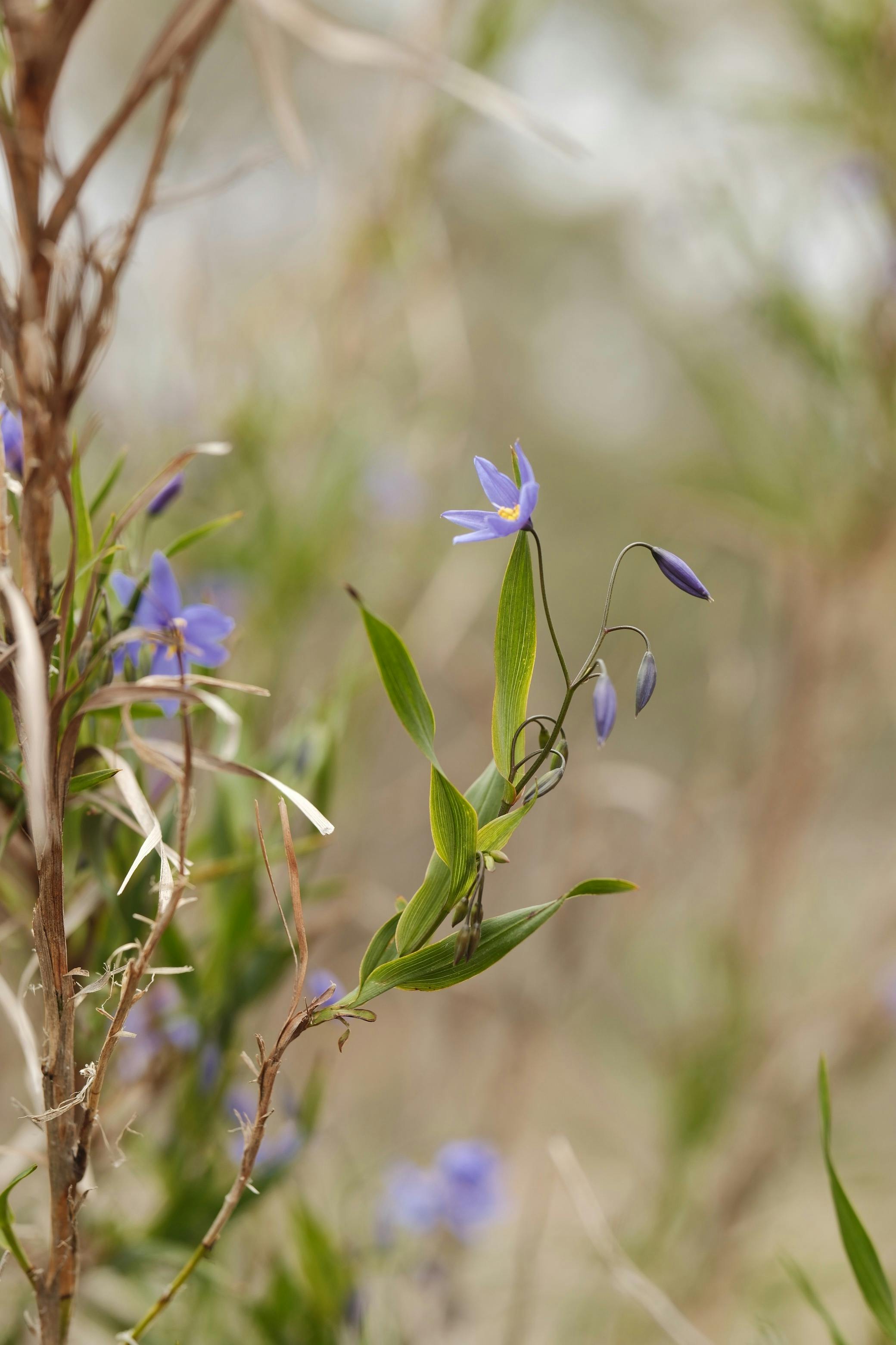 Bundidgerry Walking Track - Flowers