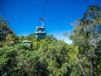 Ancient rainforest from Skyrail Rainforest Cableway