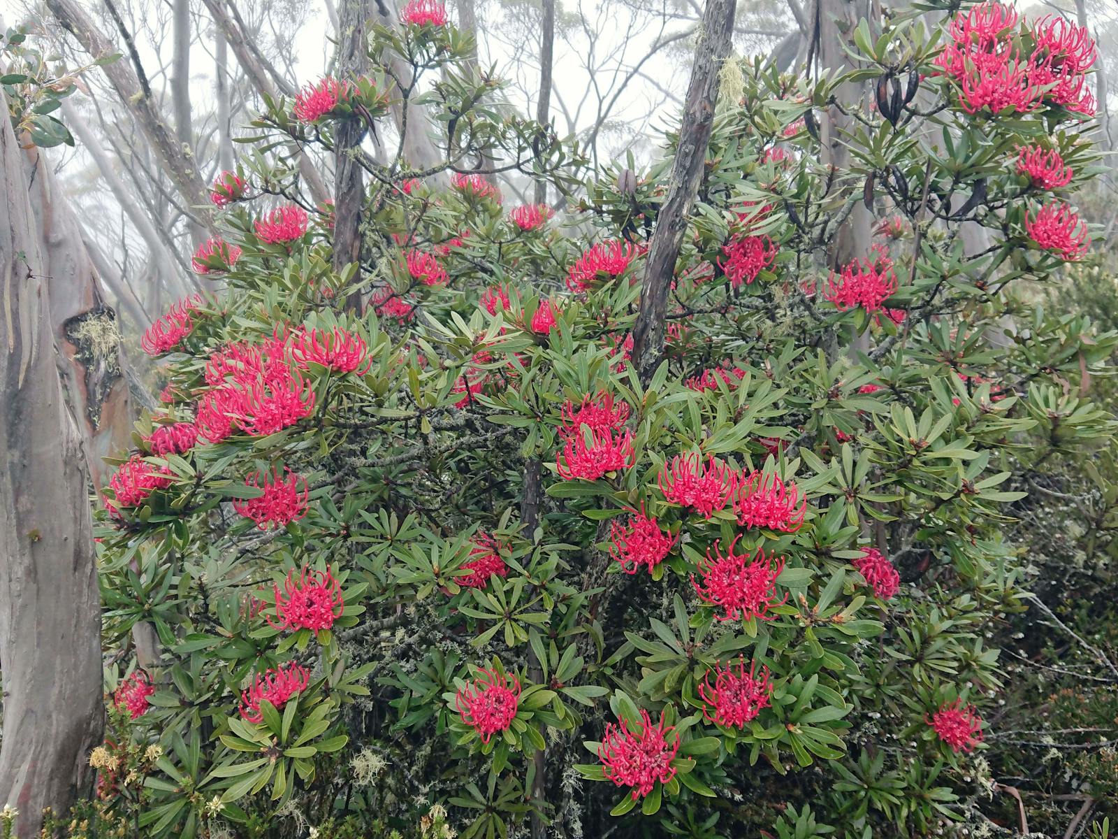 Tasmanian Waratah in flower on kunanyi/Mt Wellington.