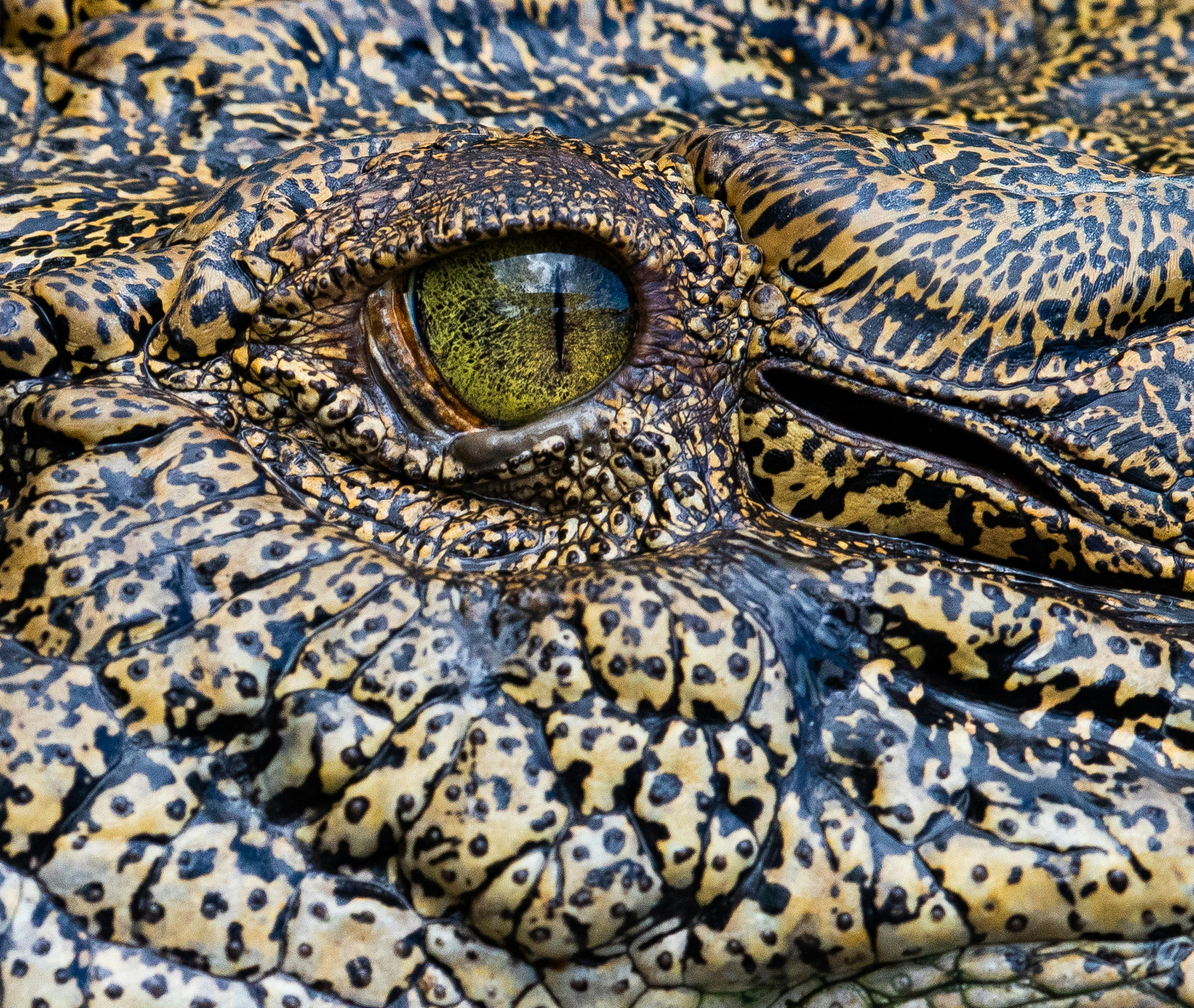 Saltwater Crocodile