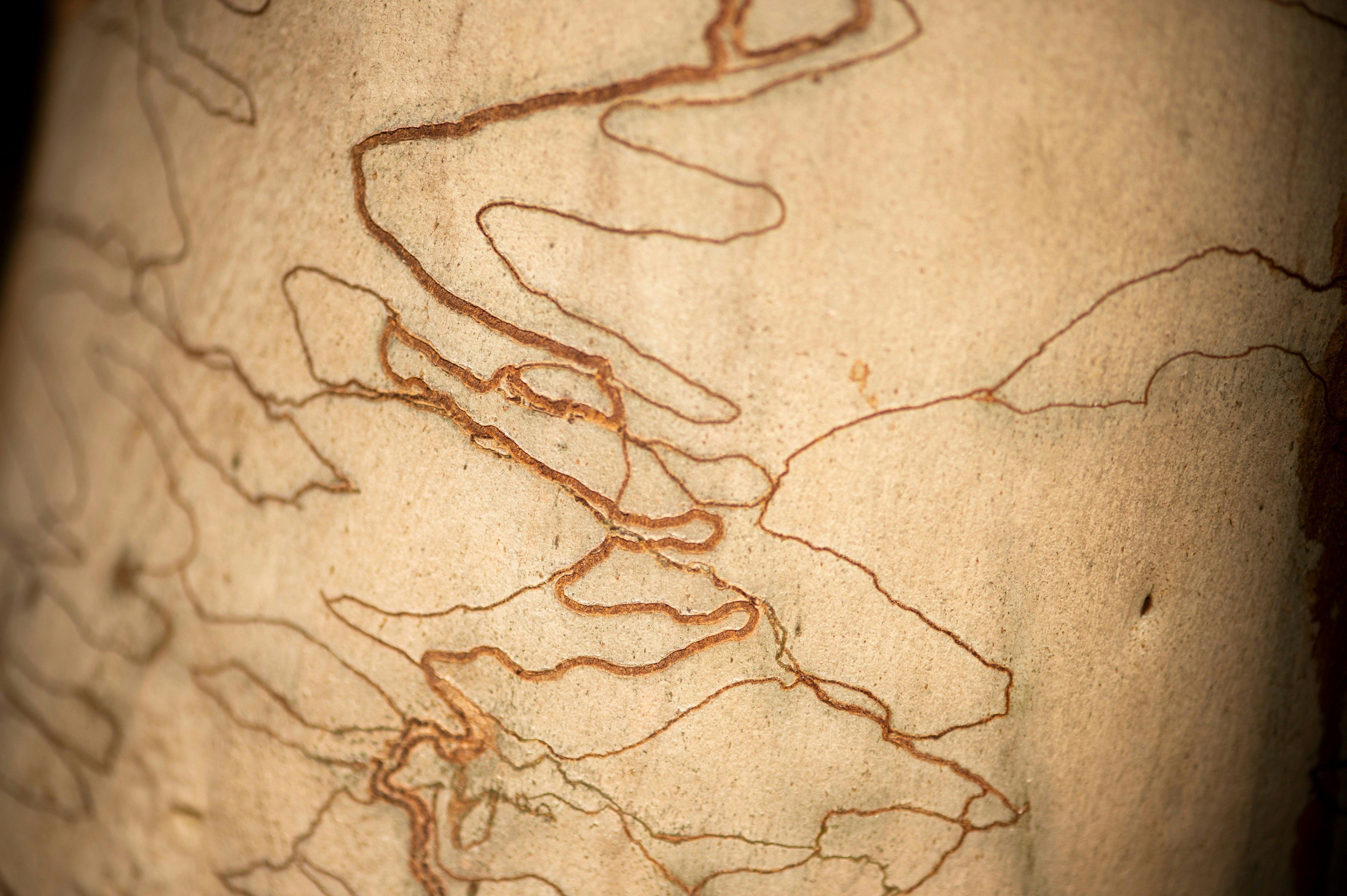 Scribbly Gum at Ku-ring-gai Wildflower Garden