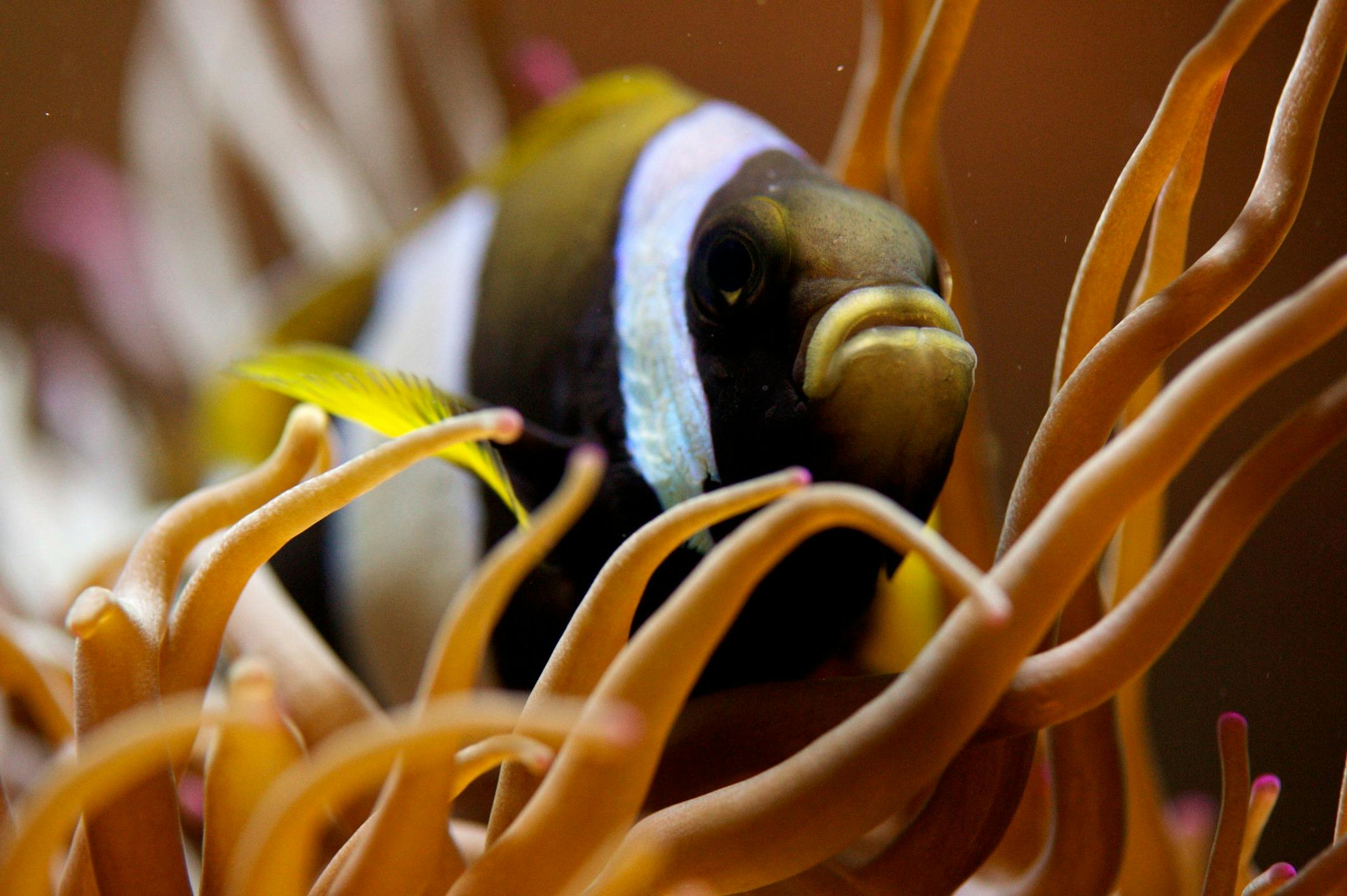 Solitary Islands Aquarium