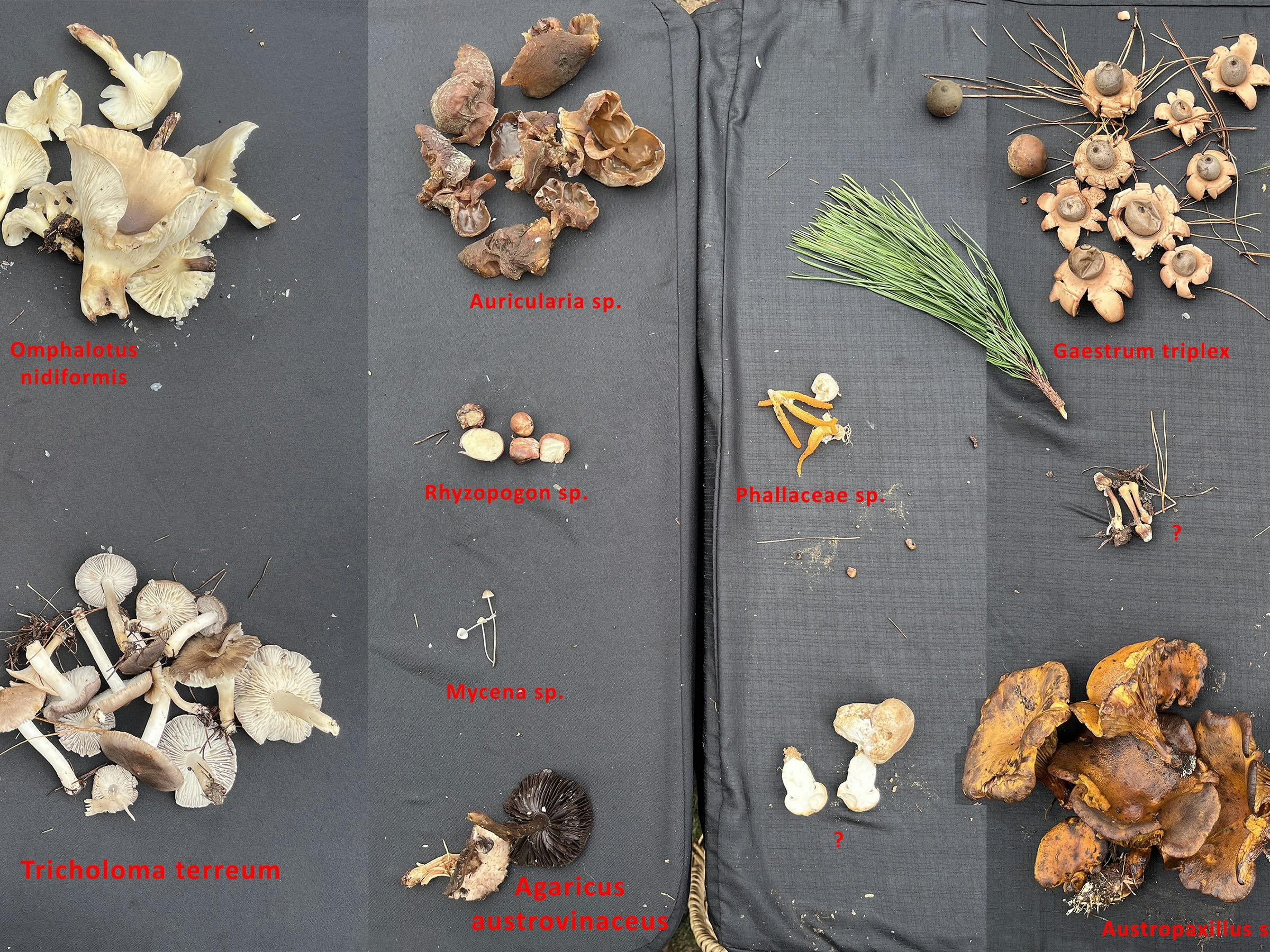 알리슨 풀리엇과 함께하는 버섯 채집 마스터클래스