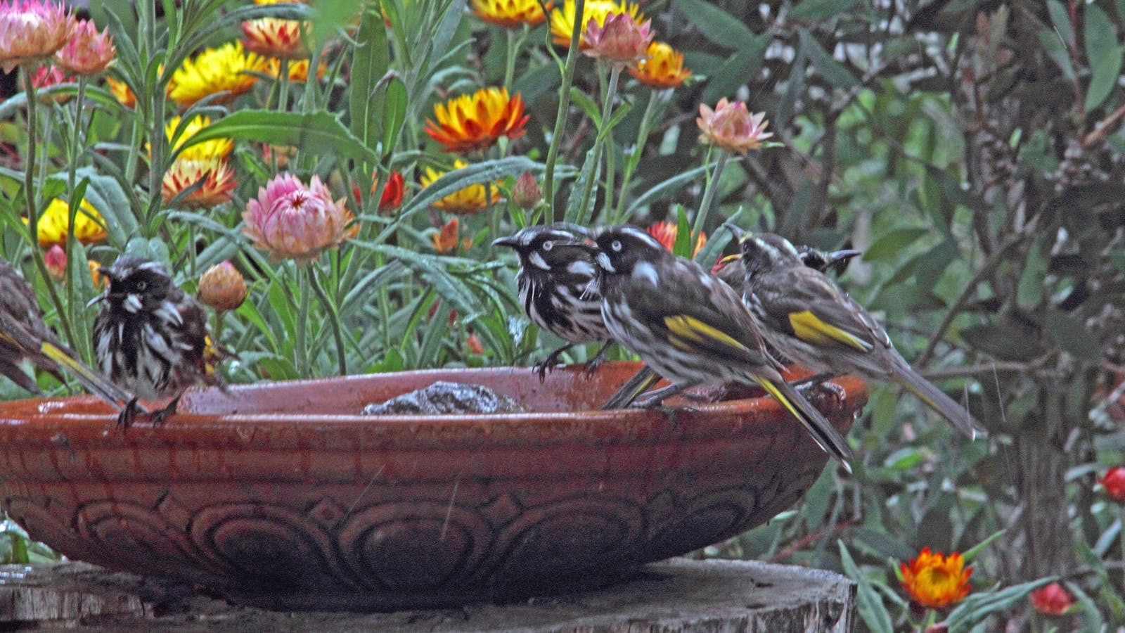 New Holland Honeyeaters