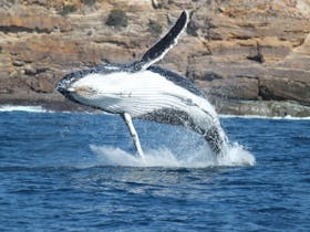 Excellent sightings of Humpback Whales are made during Spring.