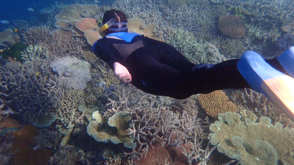 Snorkelling from Sydney Sundancer is as easy as jumping off the side of the boat