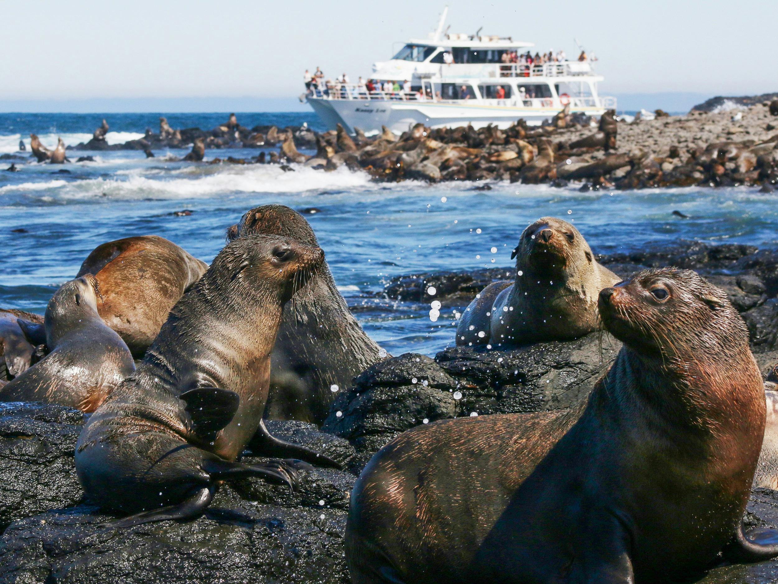 Phillip Island Seal Cruise