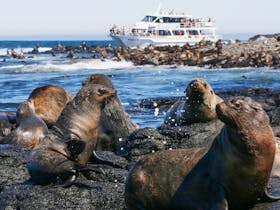 Seal Watching Tour Phillip Island