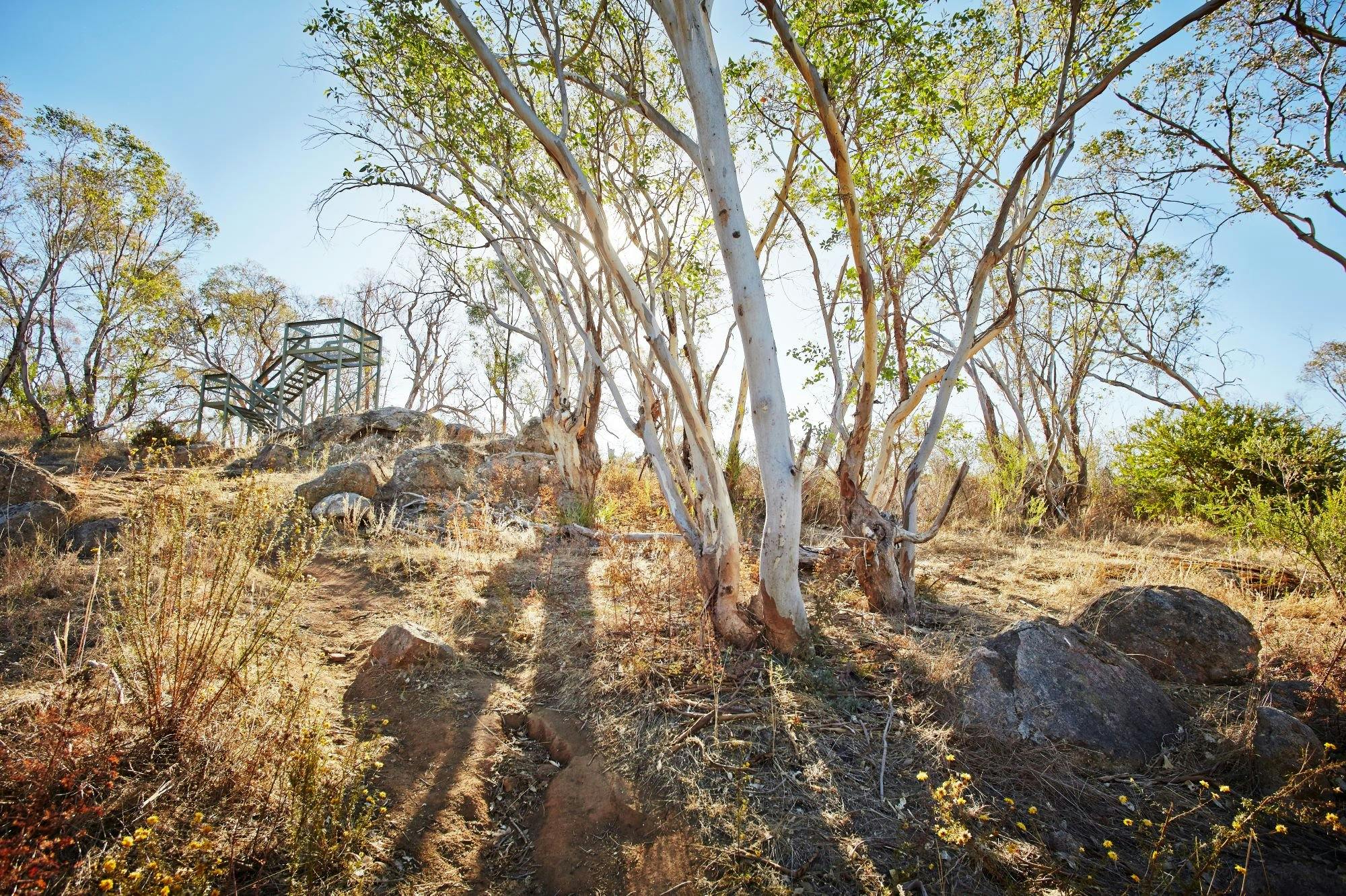 Sun coming through Gum trees, rocks, native flowers, Ryan Lookout tower in background