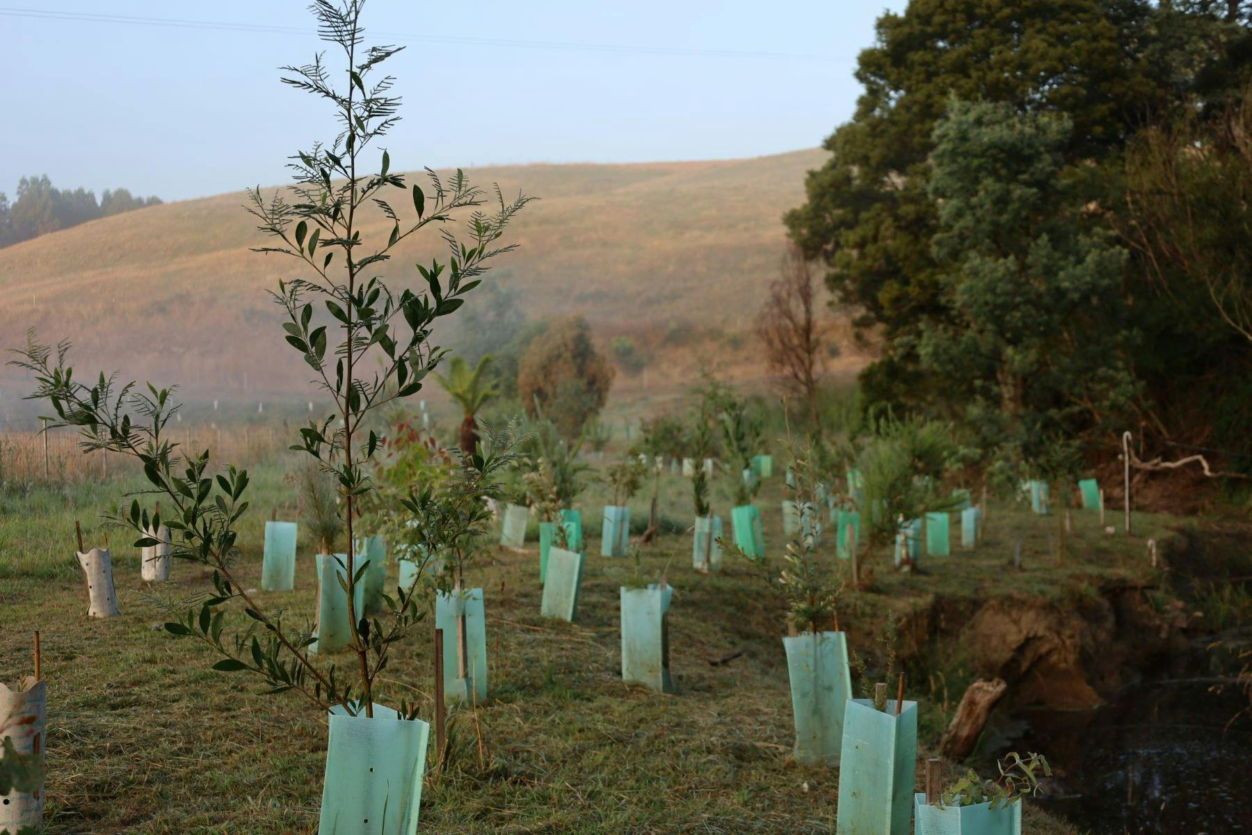 river bank with native seedlings planted with green tree guards