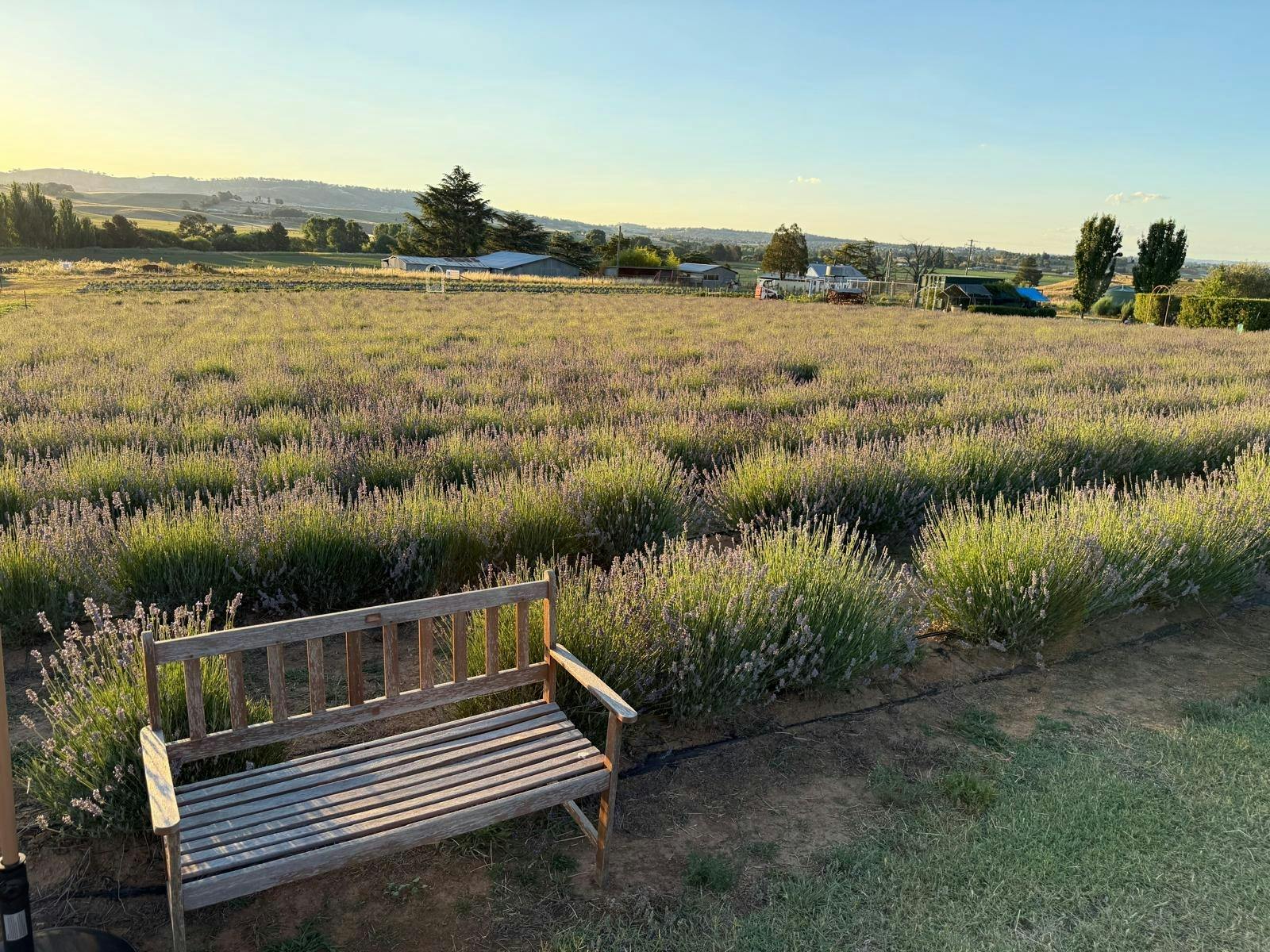 Bench with lavender