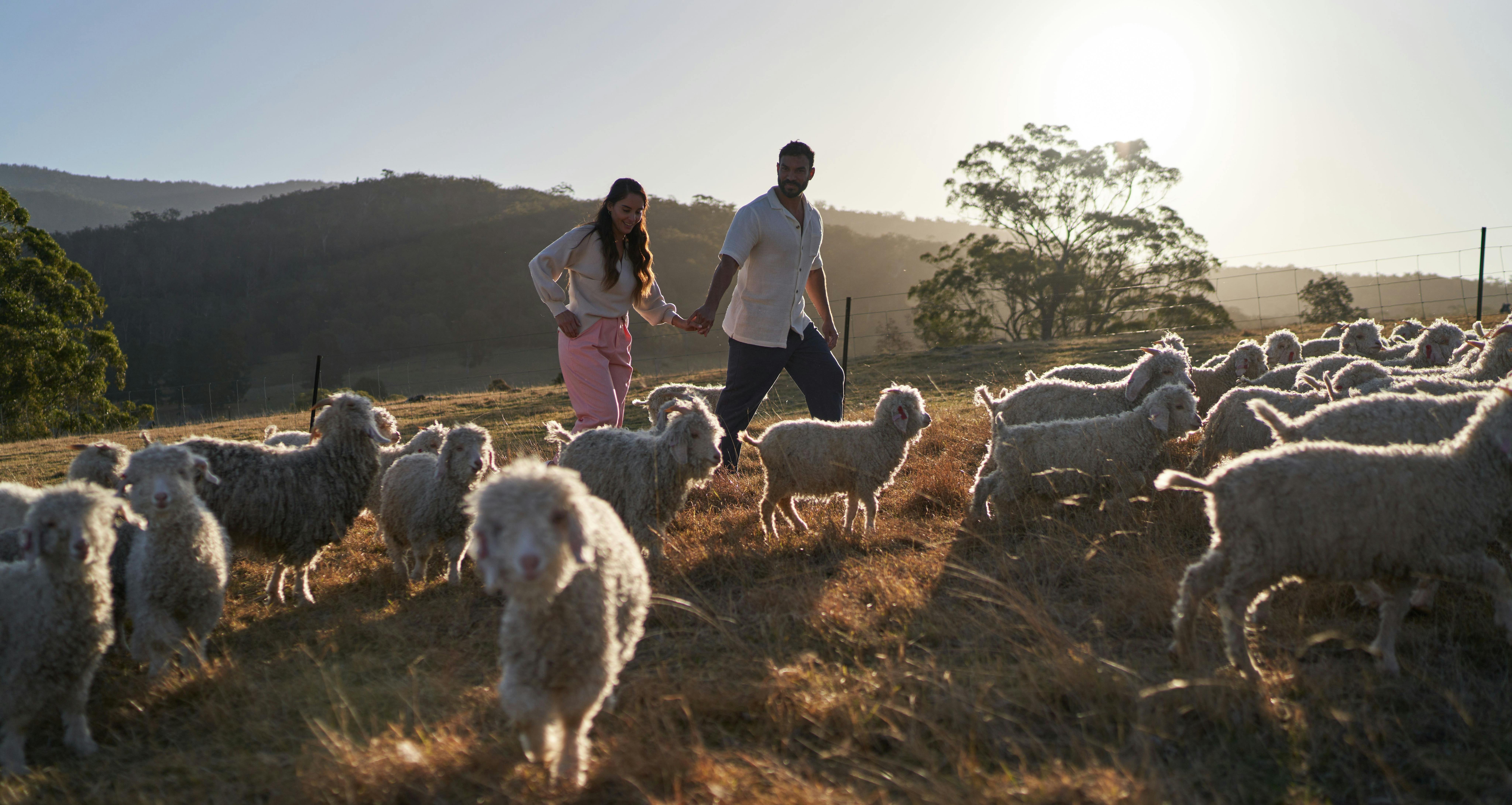 日が沈む中、アンゴラヤギの群れに囲まれた農場で手をつないで歩くカップル