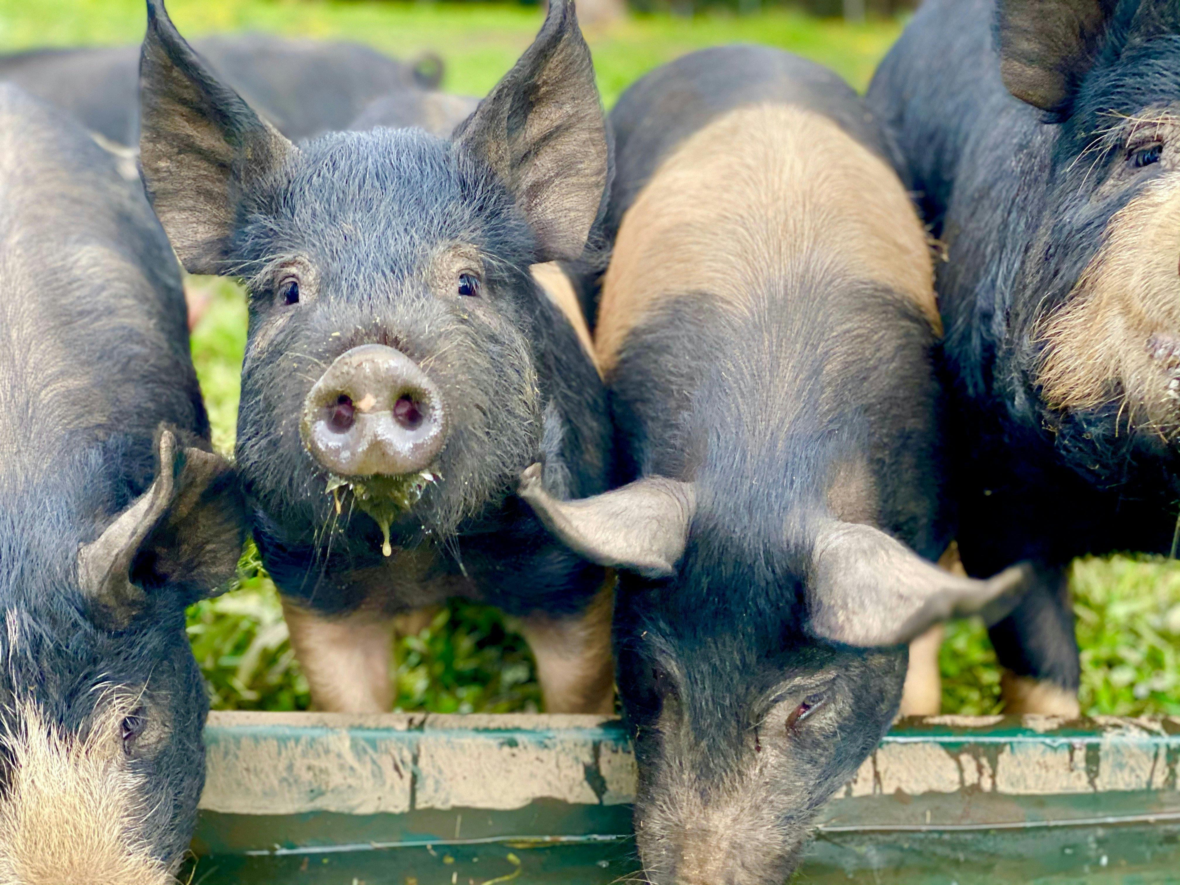 Southern Highlands Family Tour