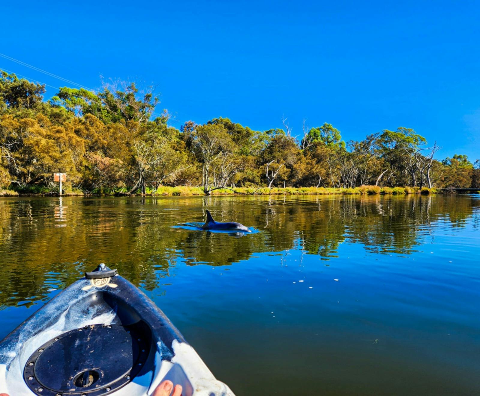 Kayaking with Wildlife