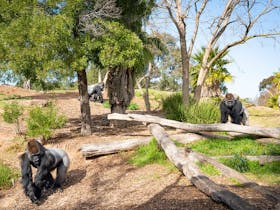 three gorillas in an open zoo area