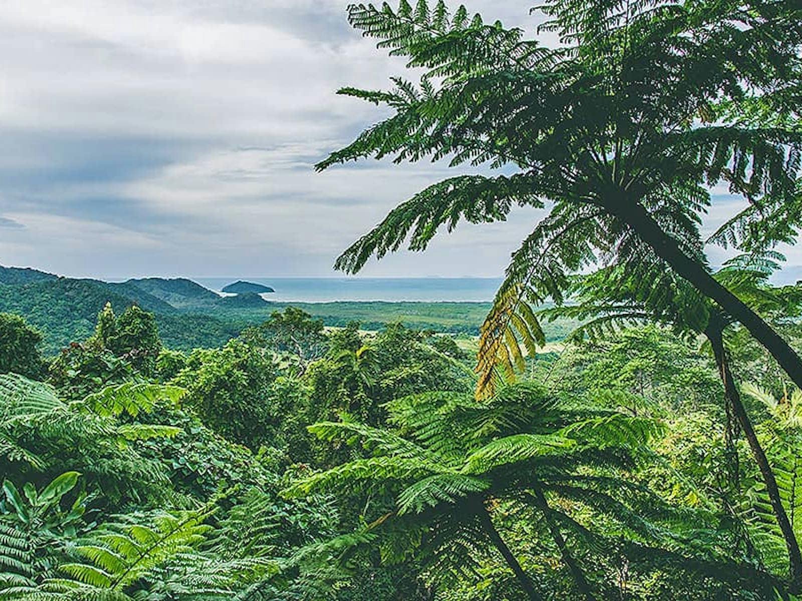 Cape Tribulation, Daintree & Mossman Gorge - Premium Rainforest Tour