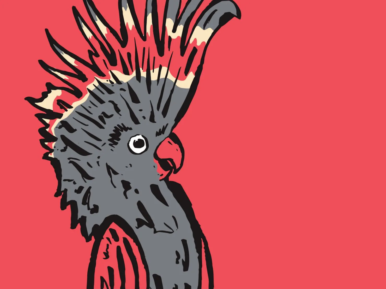 Black cockatoo with a red wing and red crest c