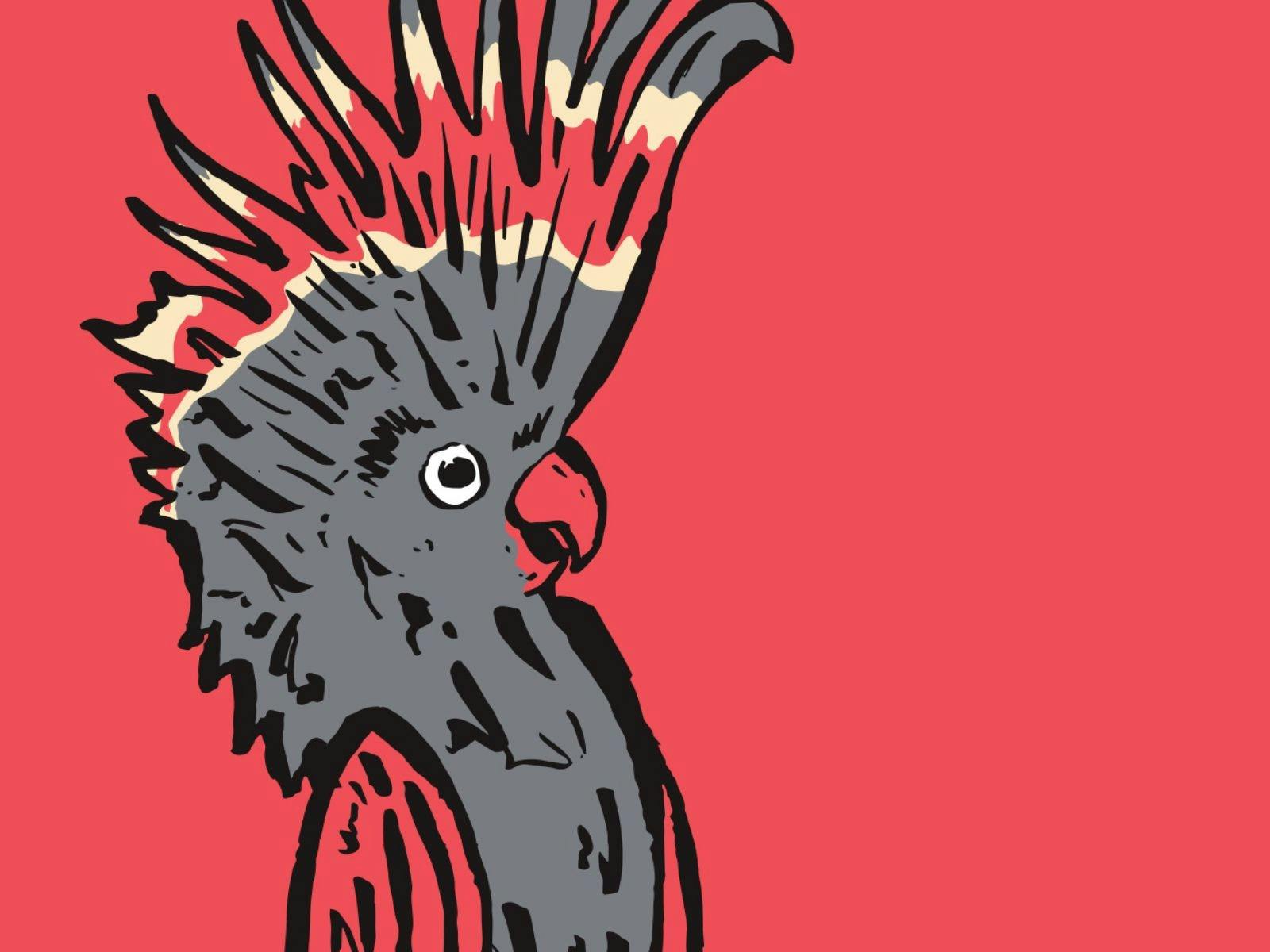 Black cockatoo with a red wing and red crest c Black cockatoo with a red wing and red crest c