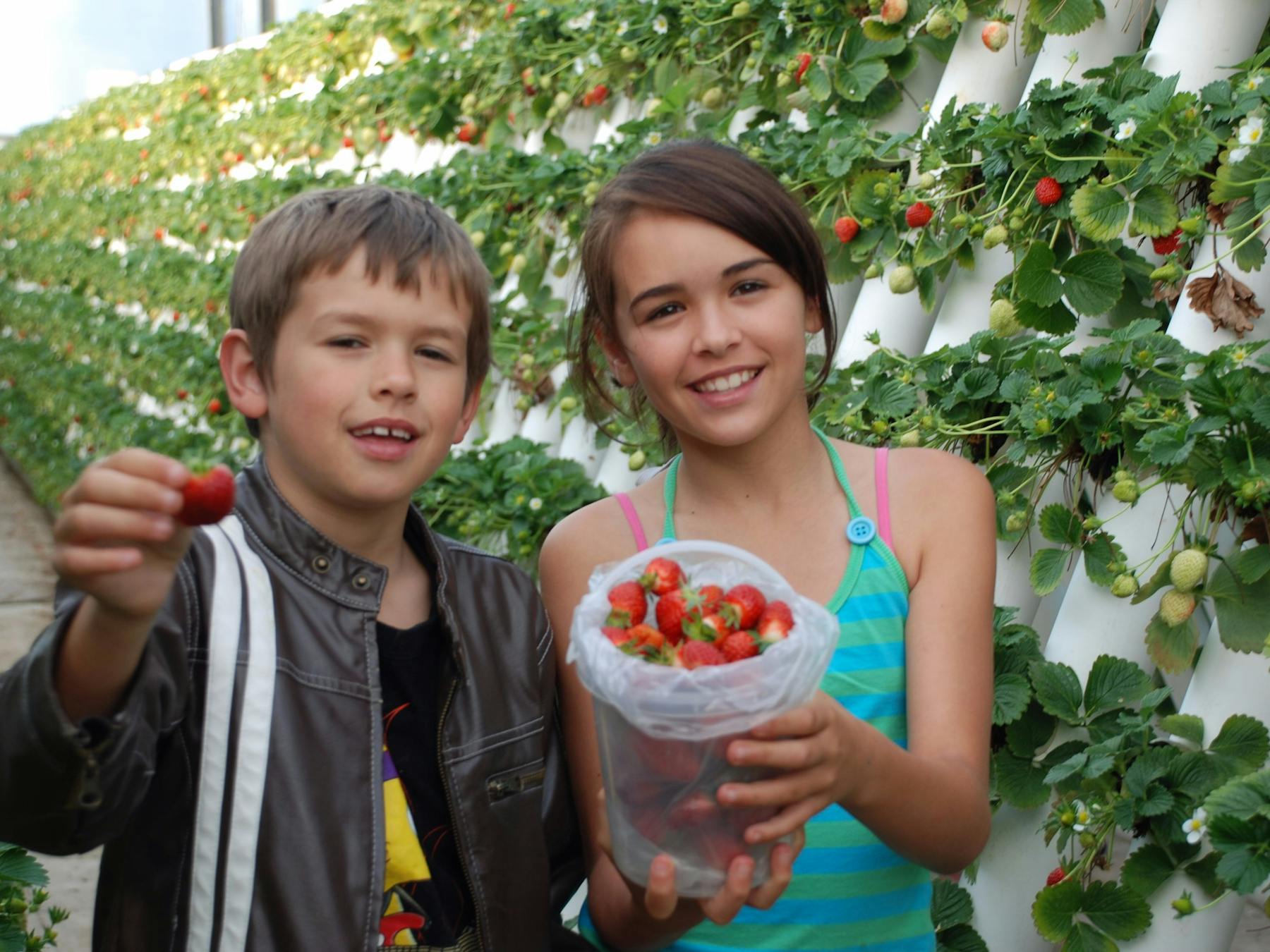 Ricardoes Tomatoes and Strawberries Farm
