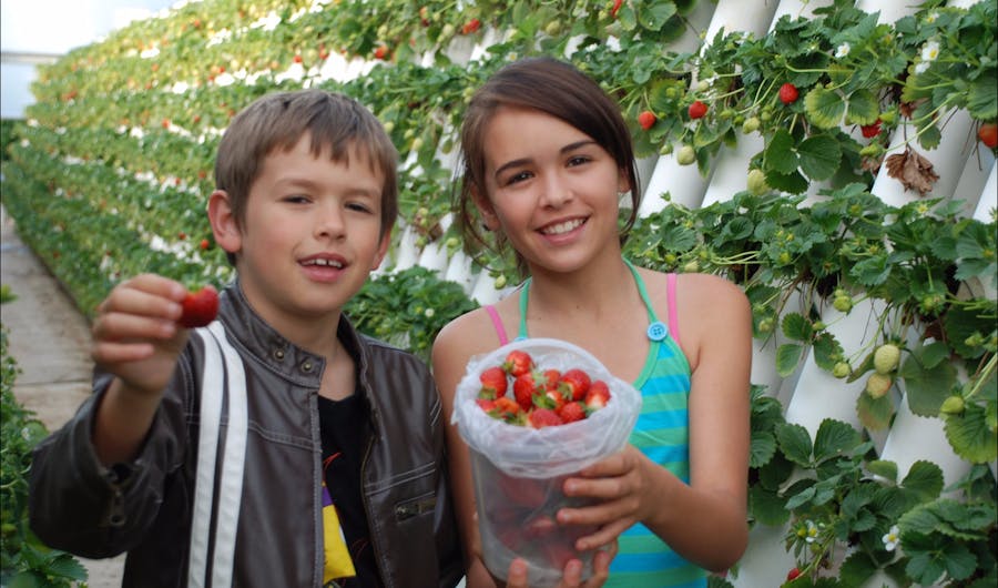 Ricardoes Tomatoes and Strawberries Farm Ricardoes Tomatoes and Strawberries Farm