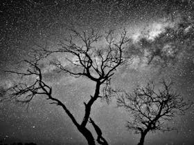 Limestone Coast night sky with tree