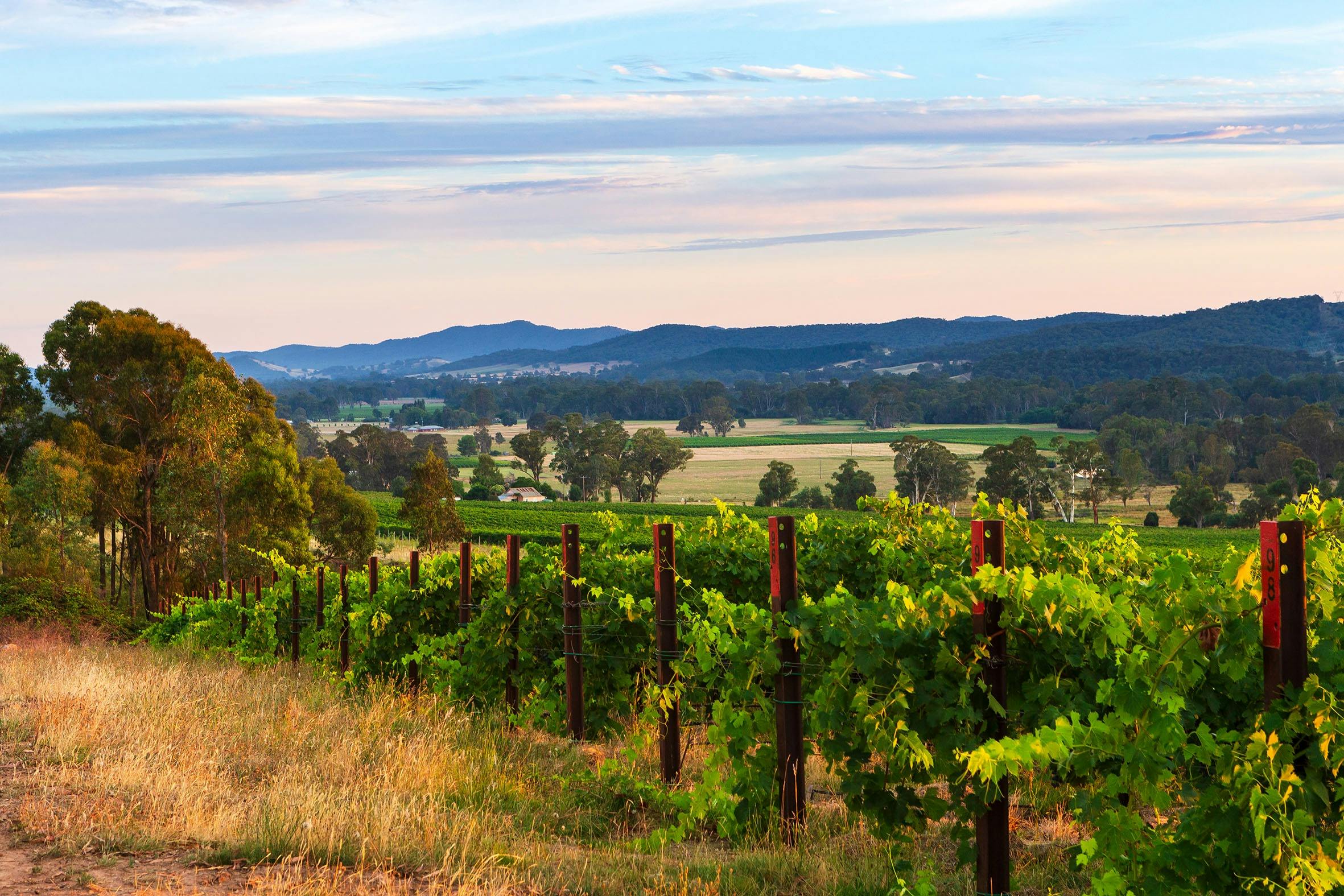 King Valley Vineyard views