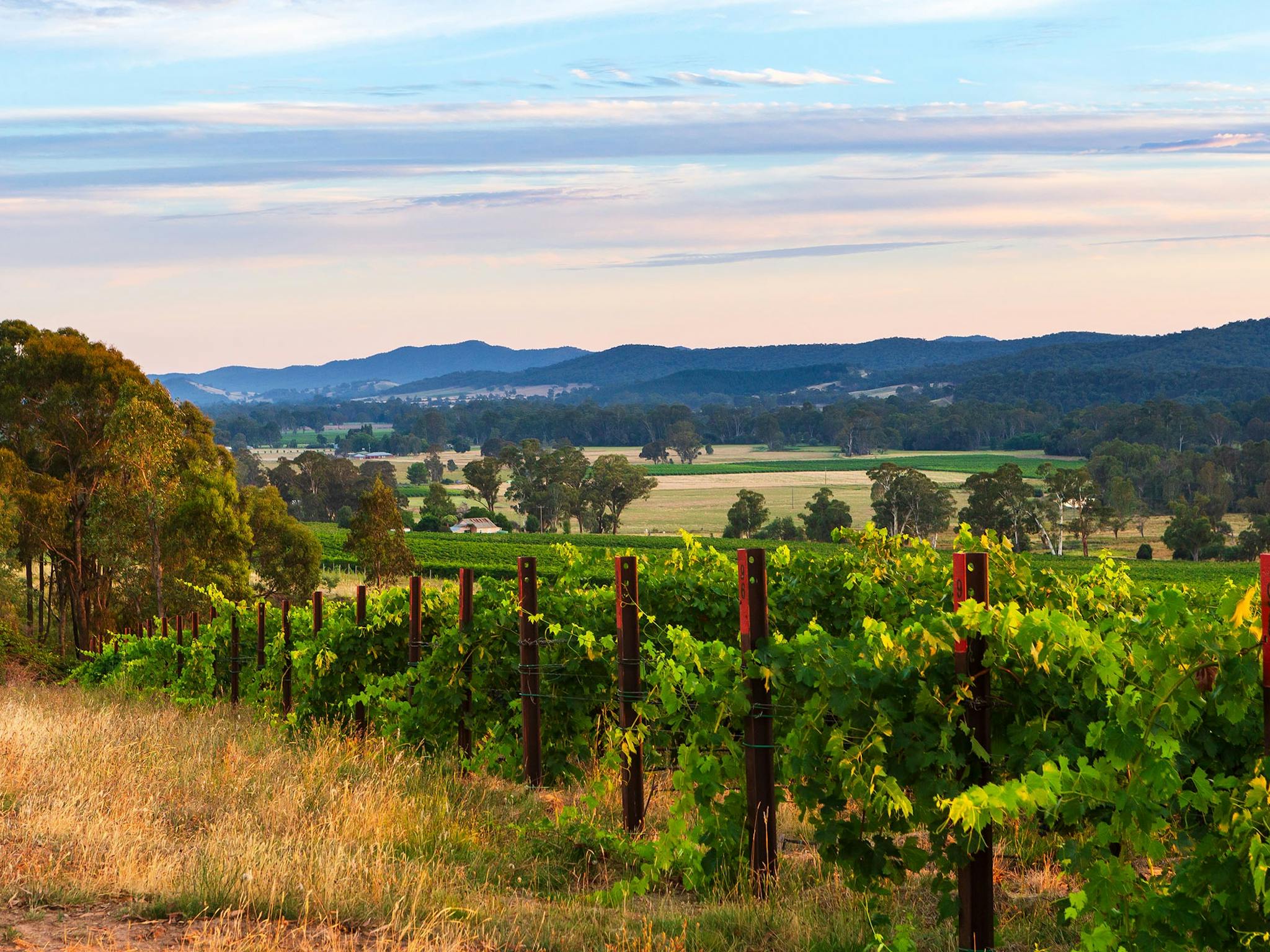 King Valley Vineyard views