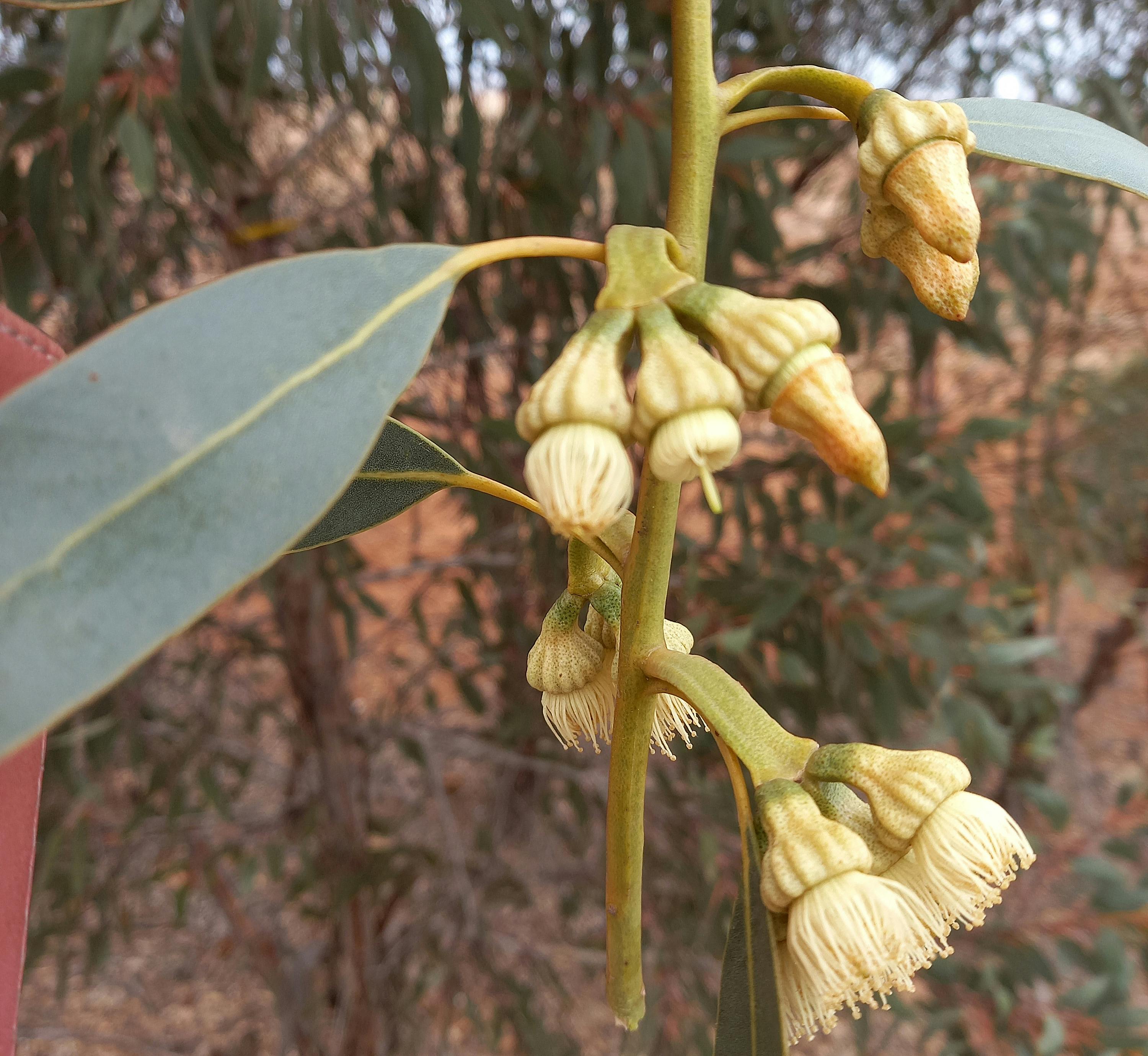 Eucalyptus goniantha