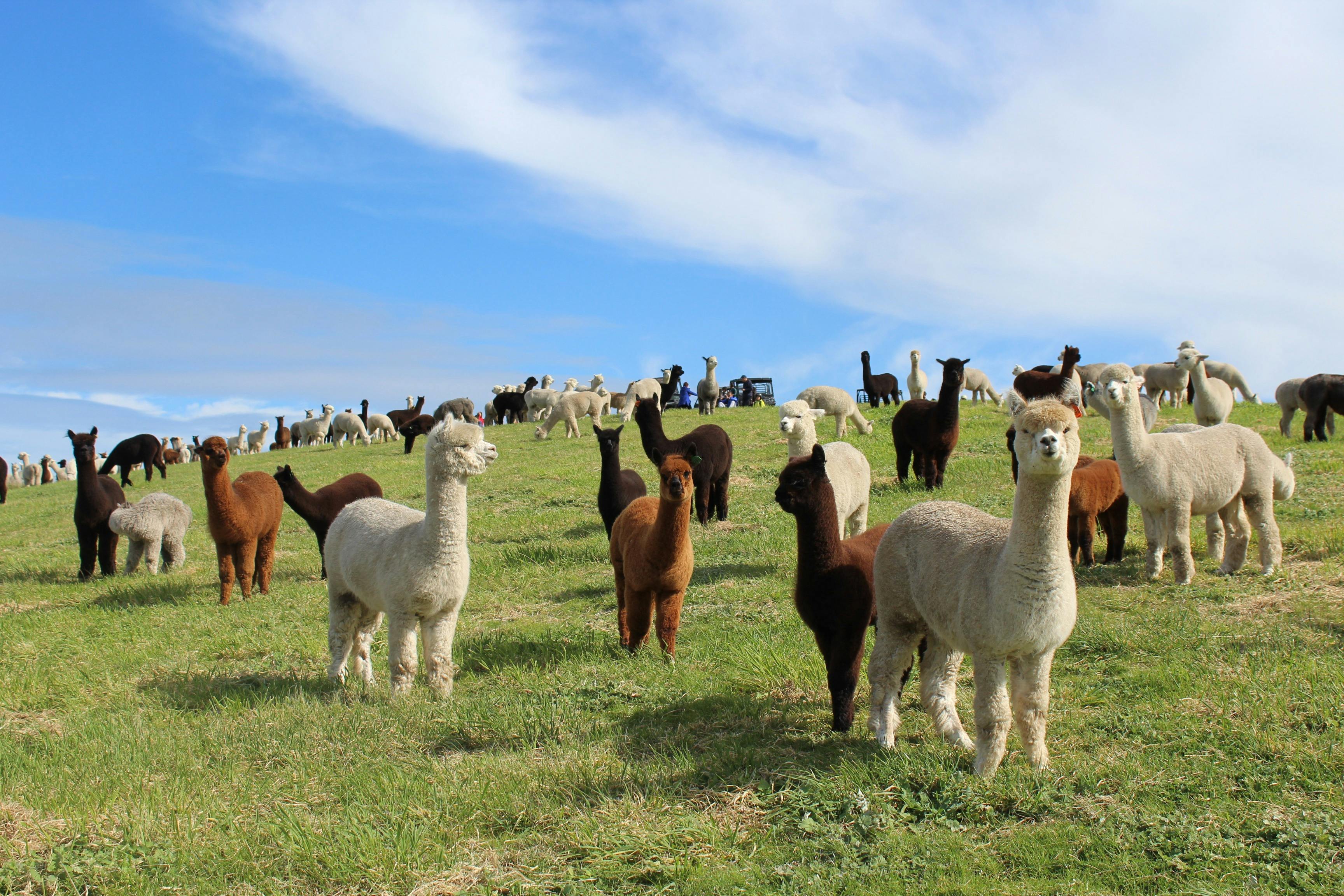 alpacas