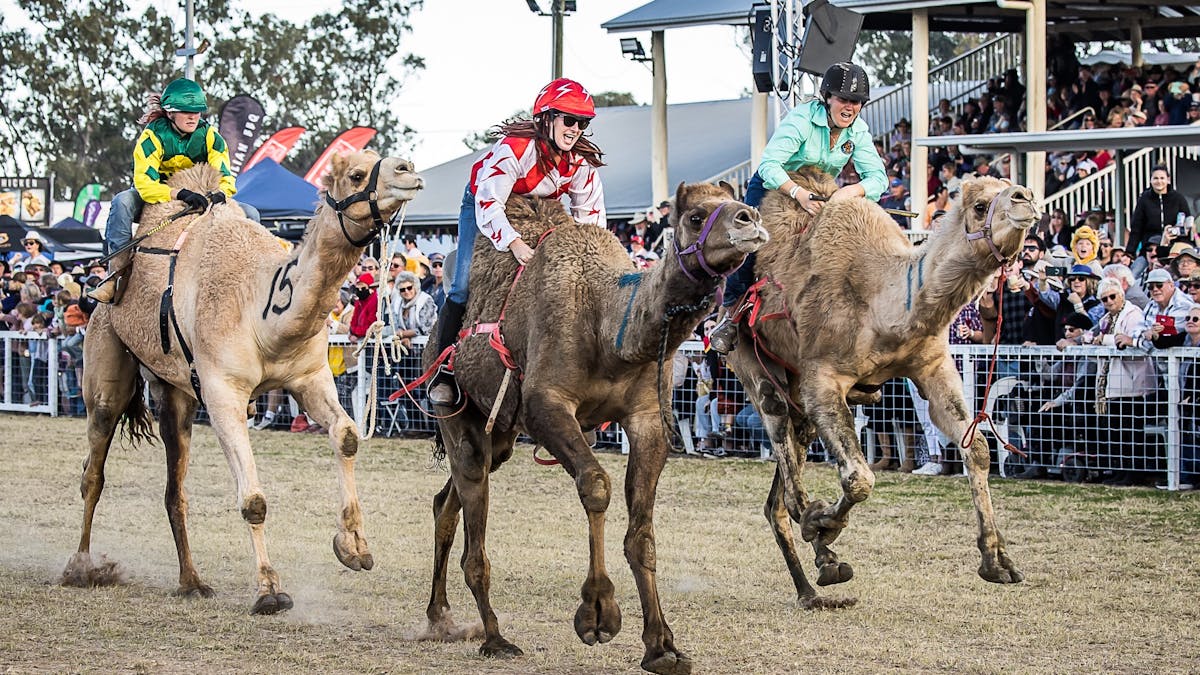 Down the home straight camel racing at Tara Festival