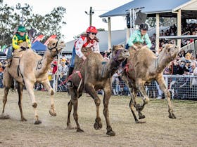 Tara Festival of Culture and Camel Races Cover Image