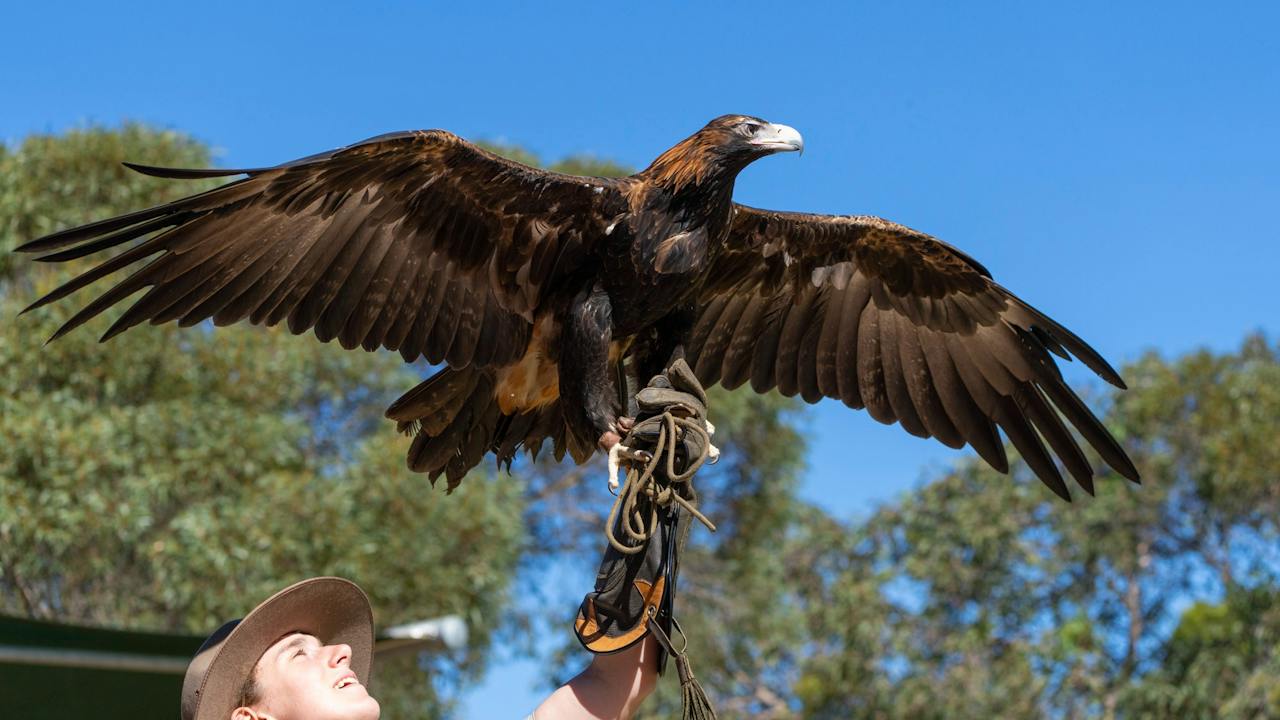Eagle - Wedge-tailed eagle at Raptor Domain, Kangaroo Island