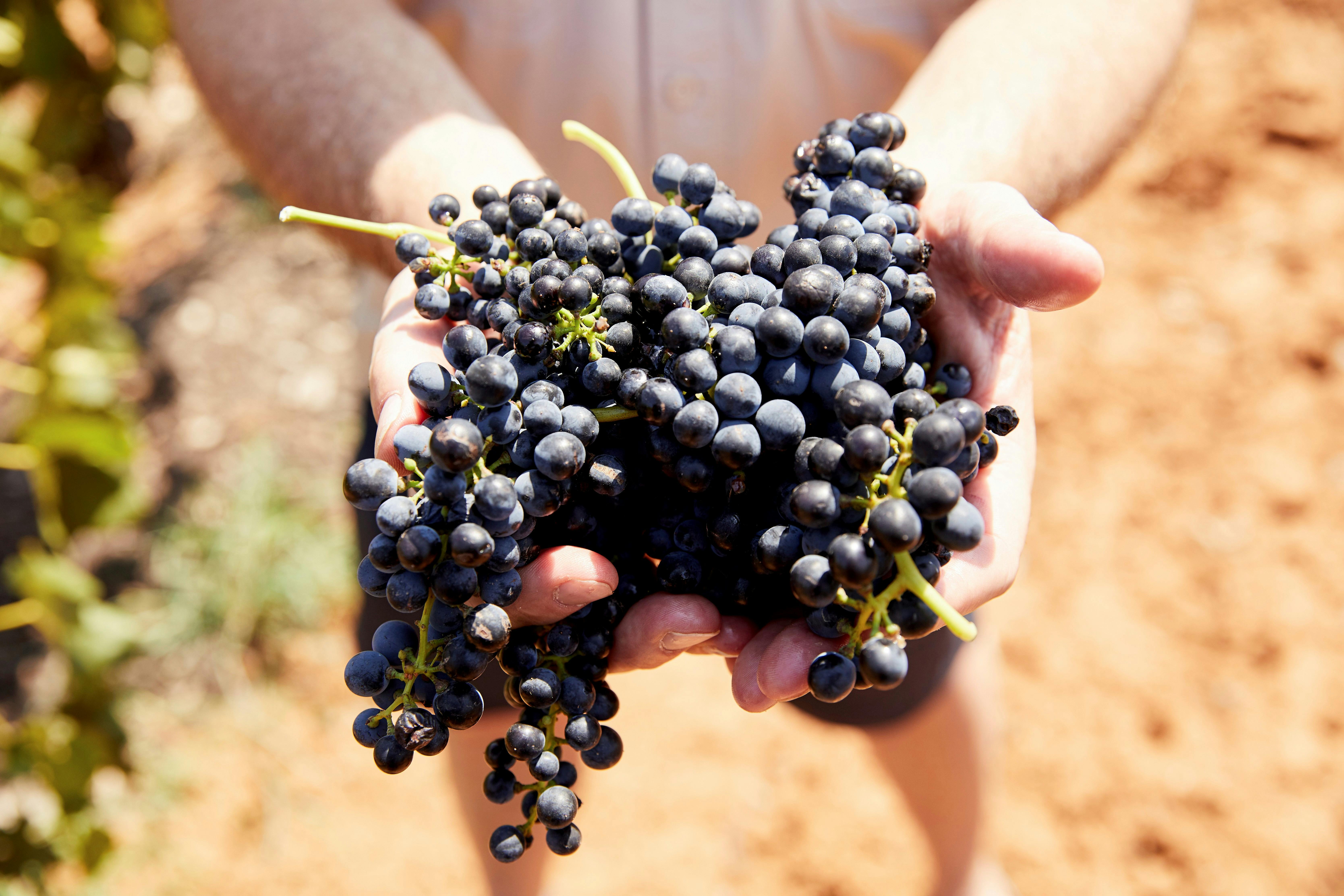 Autopia Tours - Hunter Valley - Harvested grapes, Pokolbin