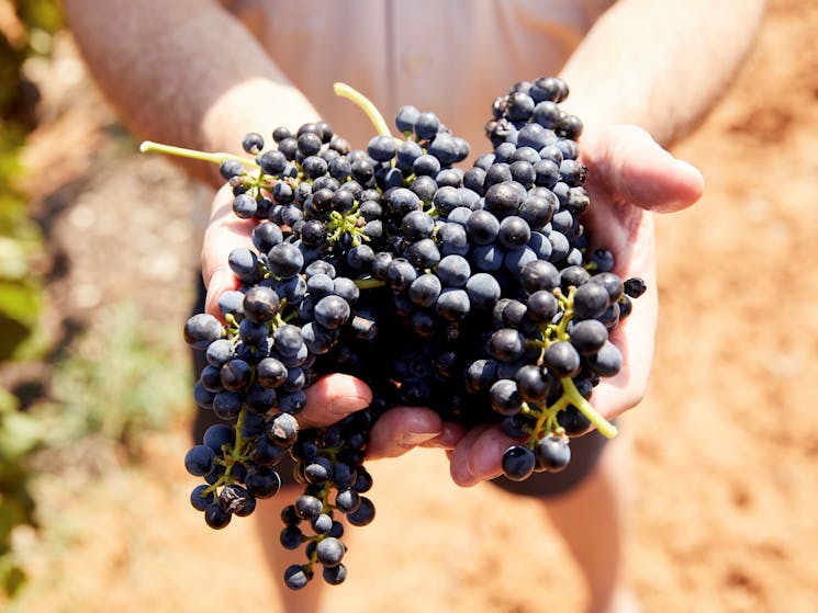 Autopia Tours - Hunter Valley - Harvested grapes, Pokolbin