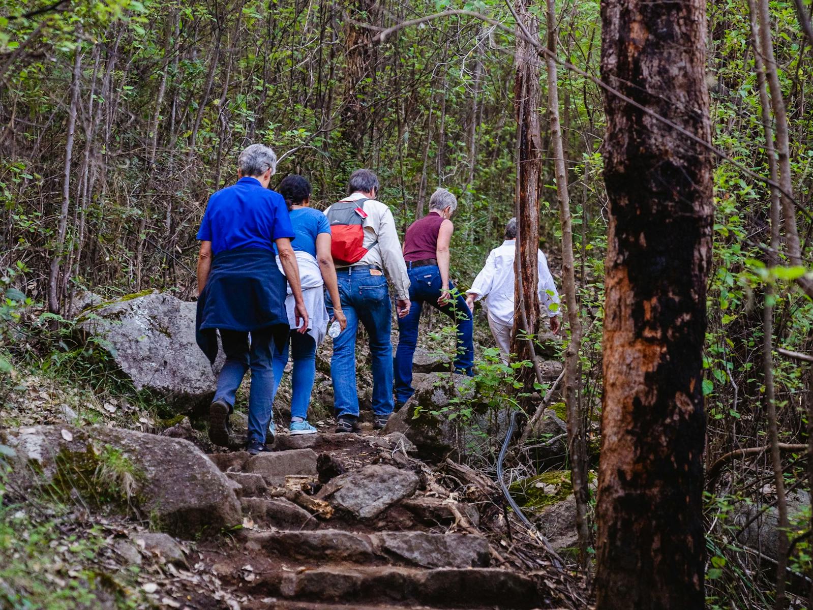 walkers hiking away and up a nature trail in bushland