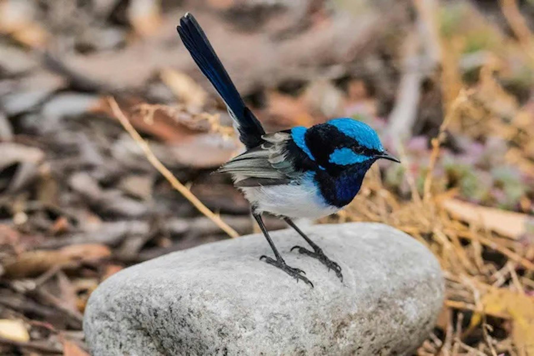 Blue Wren