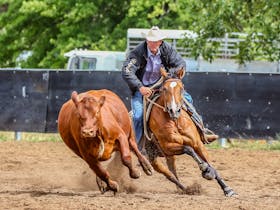 The Great Australian Roundup