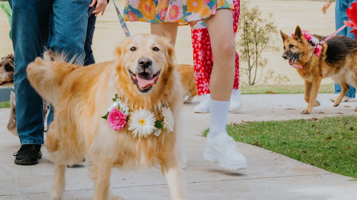 A golden retriever dog wearing flowers with other dogs walking in the back