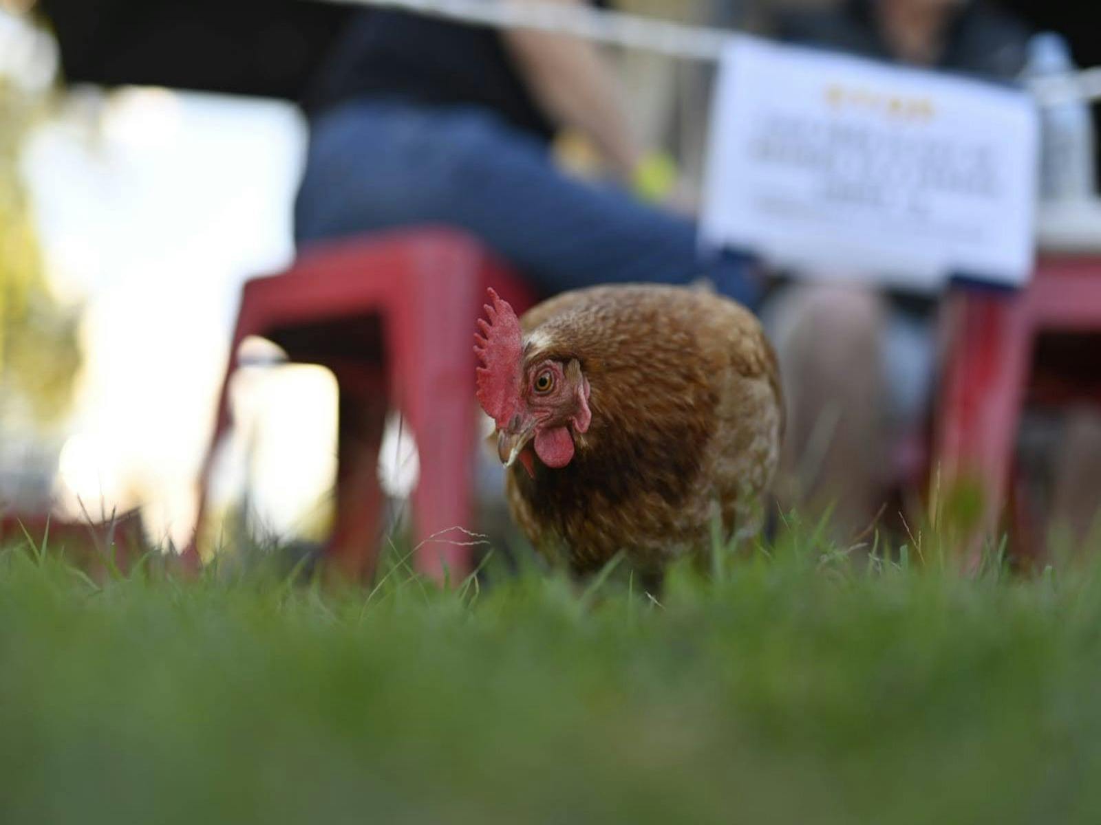 Animal, EWE-Nique Hobby Farm Haigslea