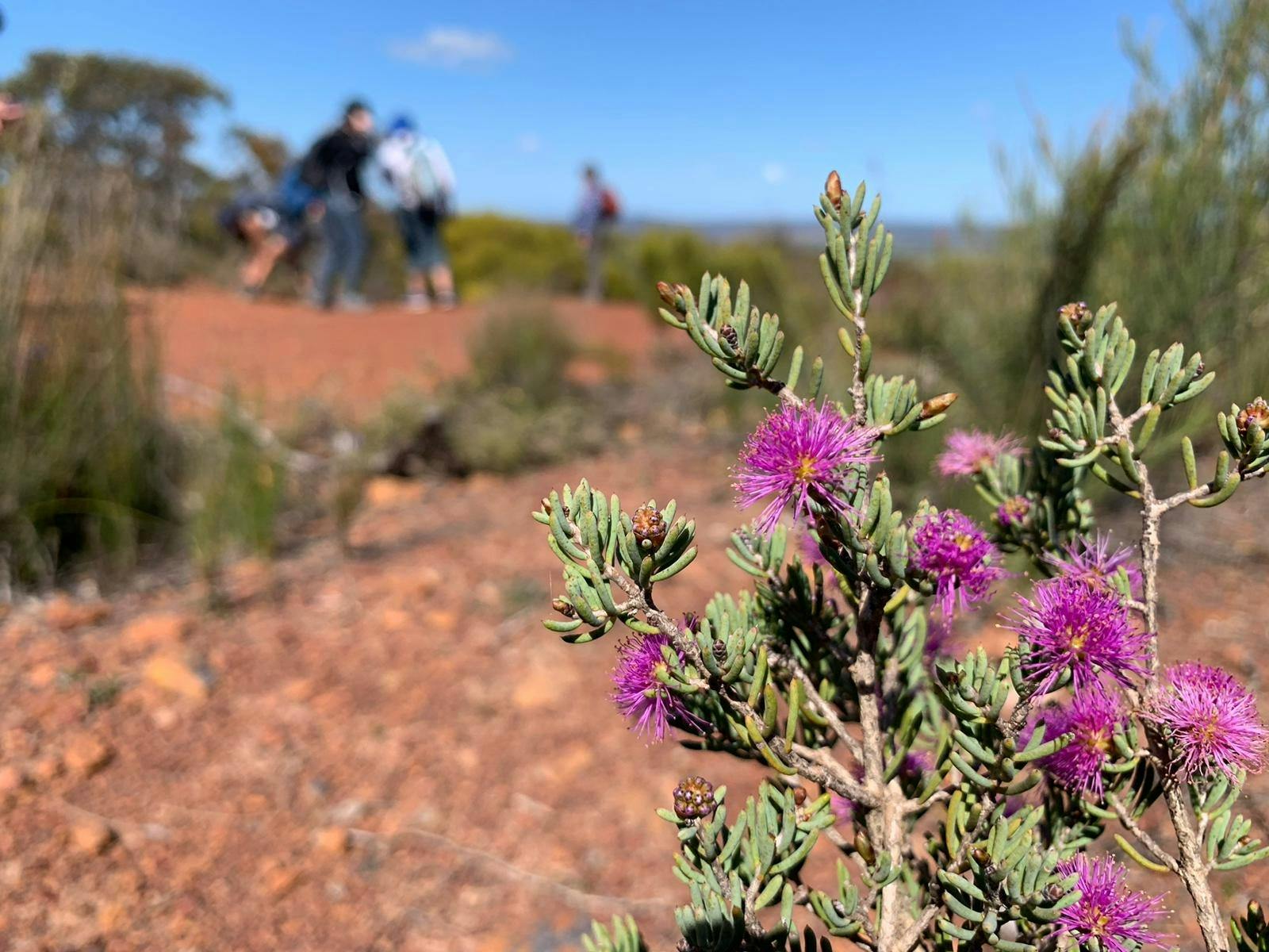 Pink Melauca in the Ravensthorpe Range